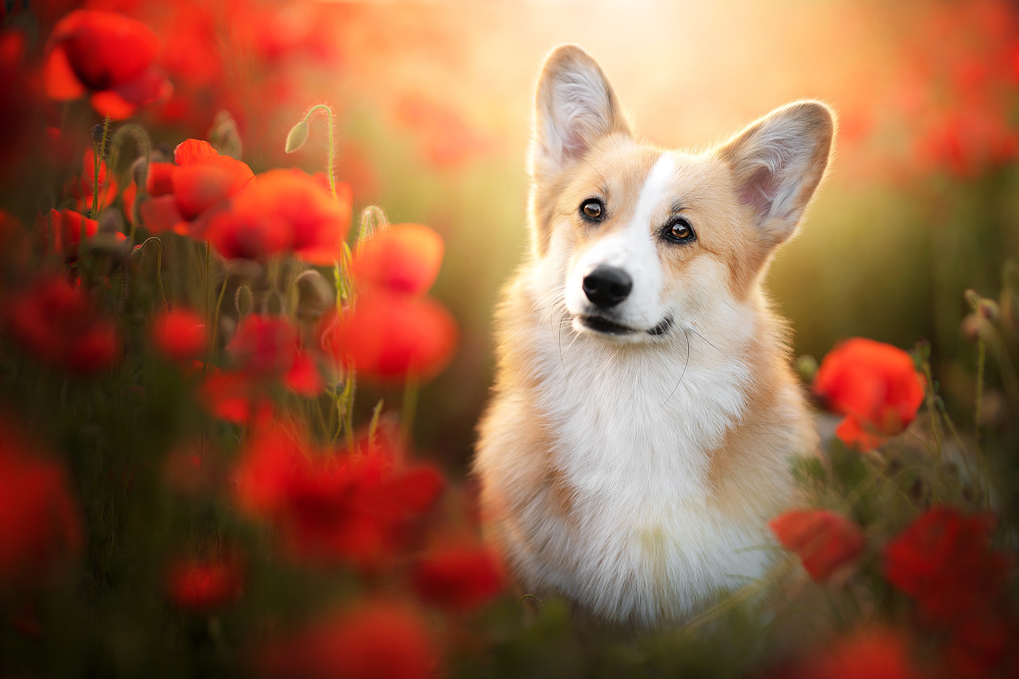 PCデスクトップに動物, ポピー, 花, 犬, コーギー, 赤い花画像を無料でダウンロード