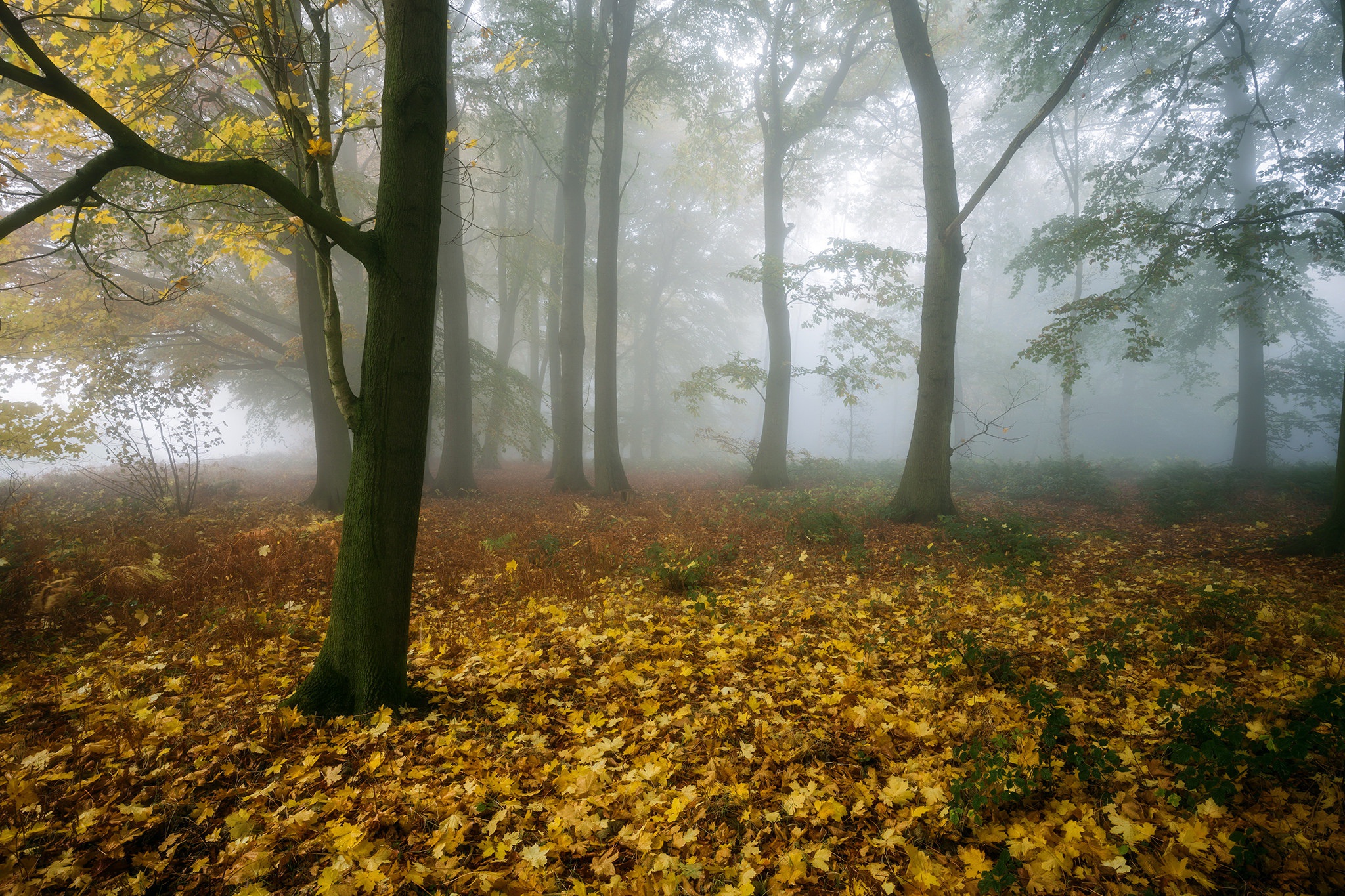 Free download wallpaper Nature, Forest, Tree, Fog, Fall, Earth on your PC desktop