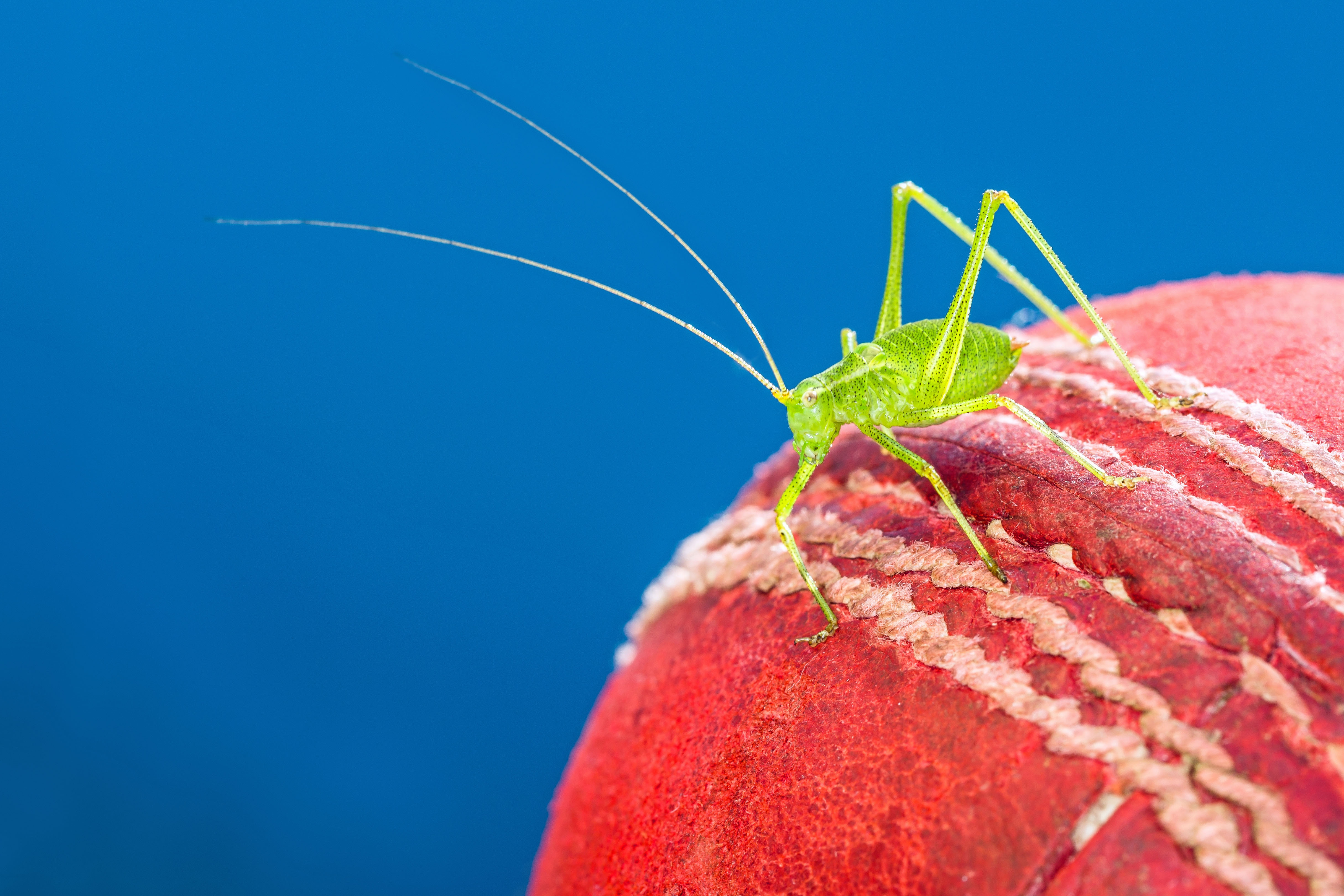 animal, cricket, insect, macro, insects