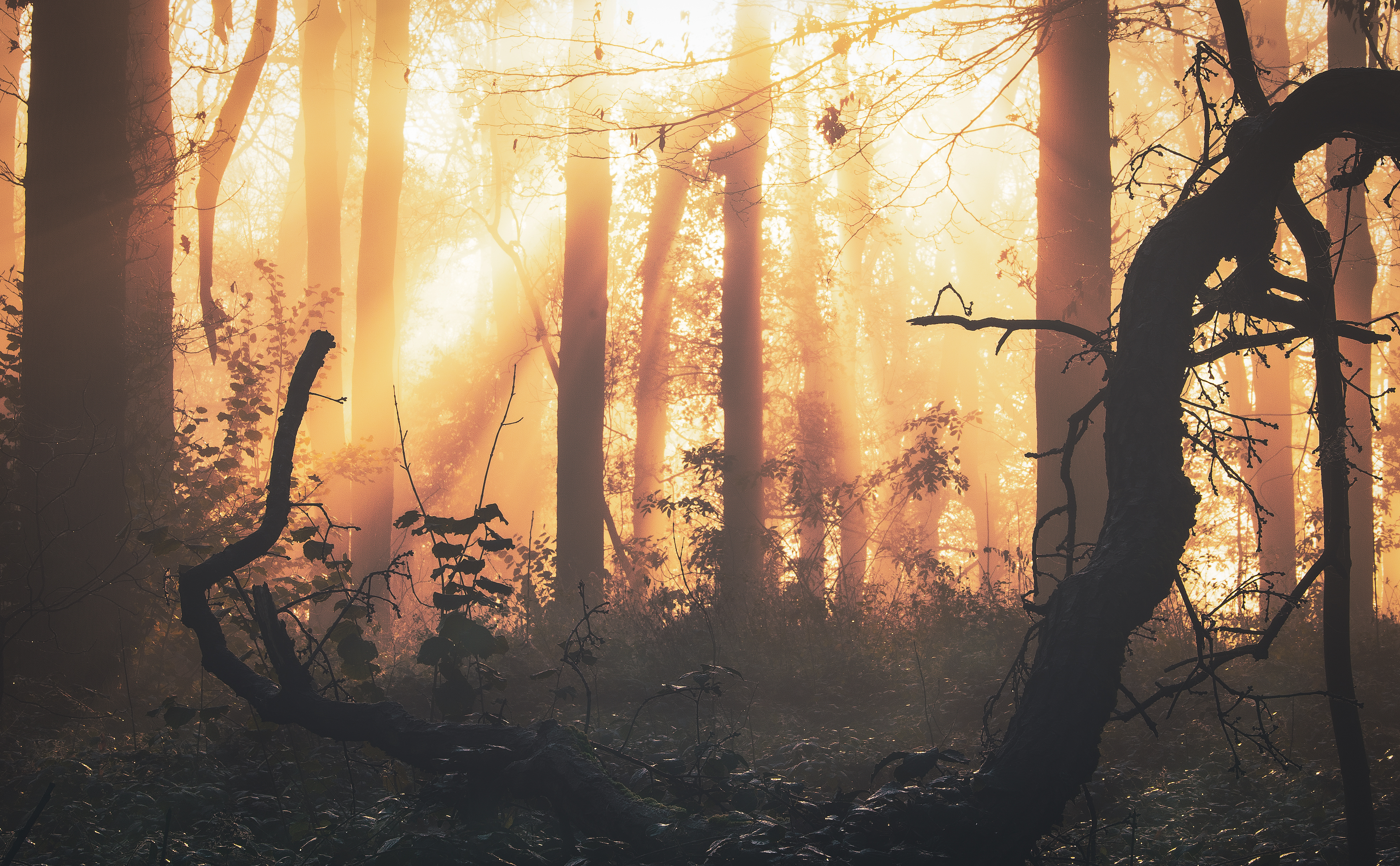 Free download wallpaper Shine, Fog, Trees, Light, Nature, Dawn, Forest on your PC desktop