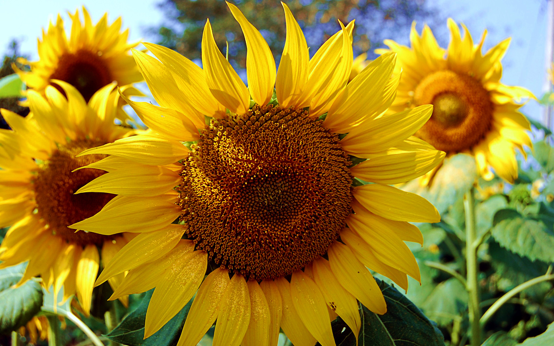 Free download wallpaper Flowers, Flower, Earth, Sunflower, Yellow Flower on your PC desktop