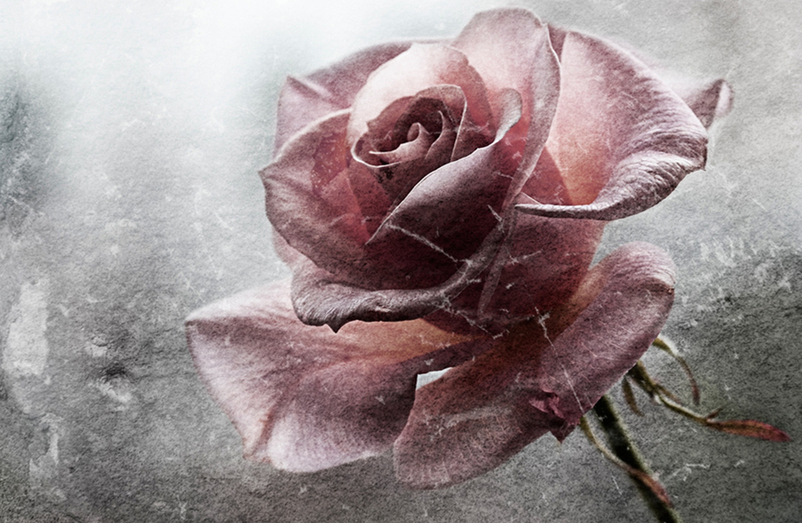 Handy-Wallpaper Rosa, Blumen, Blume, Rose, Künstlerisch kostenlos herunterladen.
