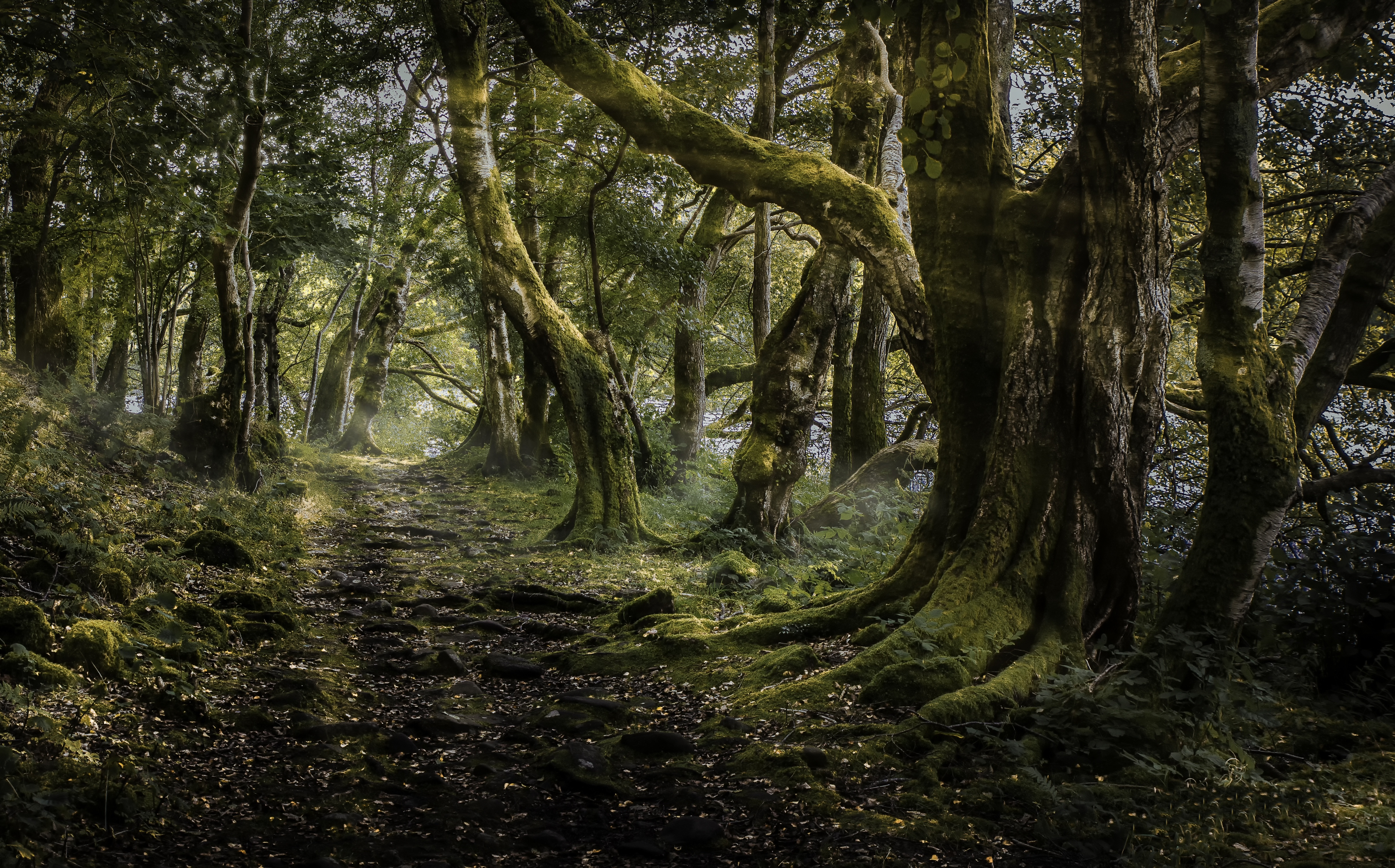 Free download wallpaper Nature, Forest, Earth, Path, Sunbeam on your PC desktop