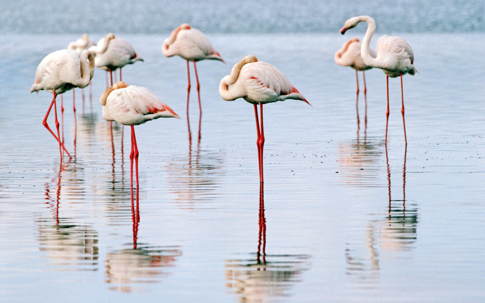 Baixar papel de parede para celular de Flamingo, Aves, Animais gratuito.