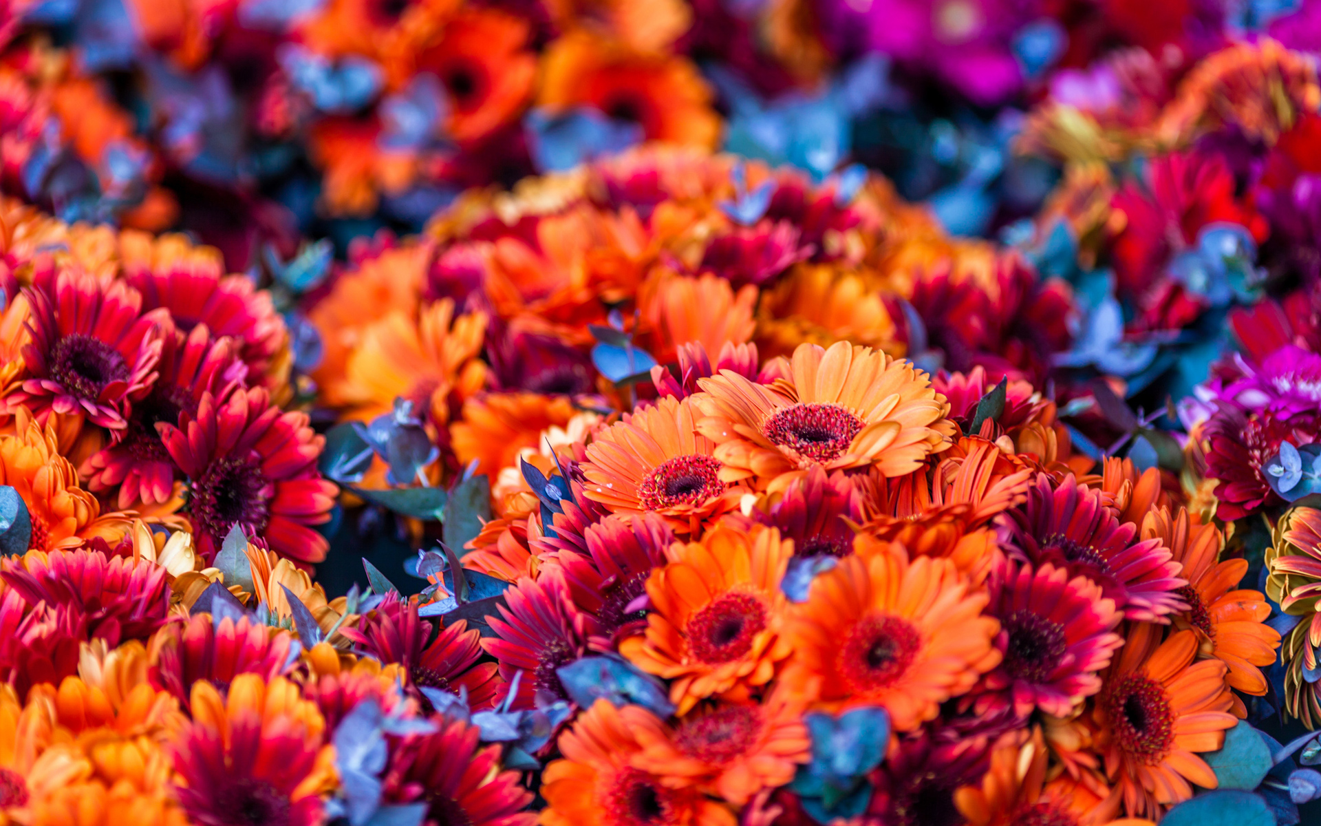 Download mobile wallpaper Orange Flower, Blur, Flowers, Colorful, Nature, Flower, Earth for free.