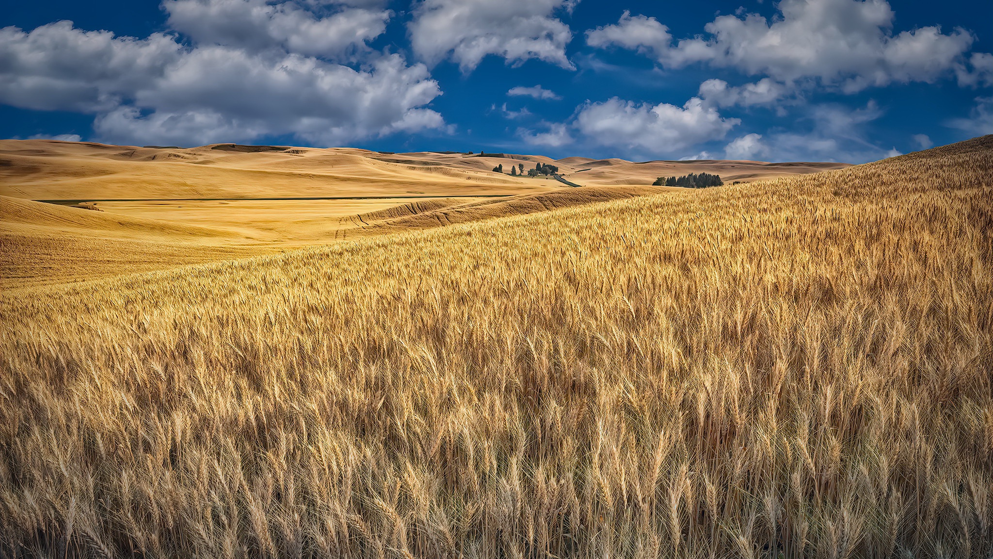 Download mobile wallpaper Landscape, Summer, Wheat, Earth, Field for free.