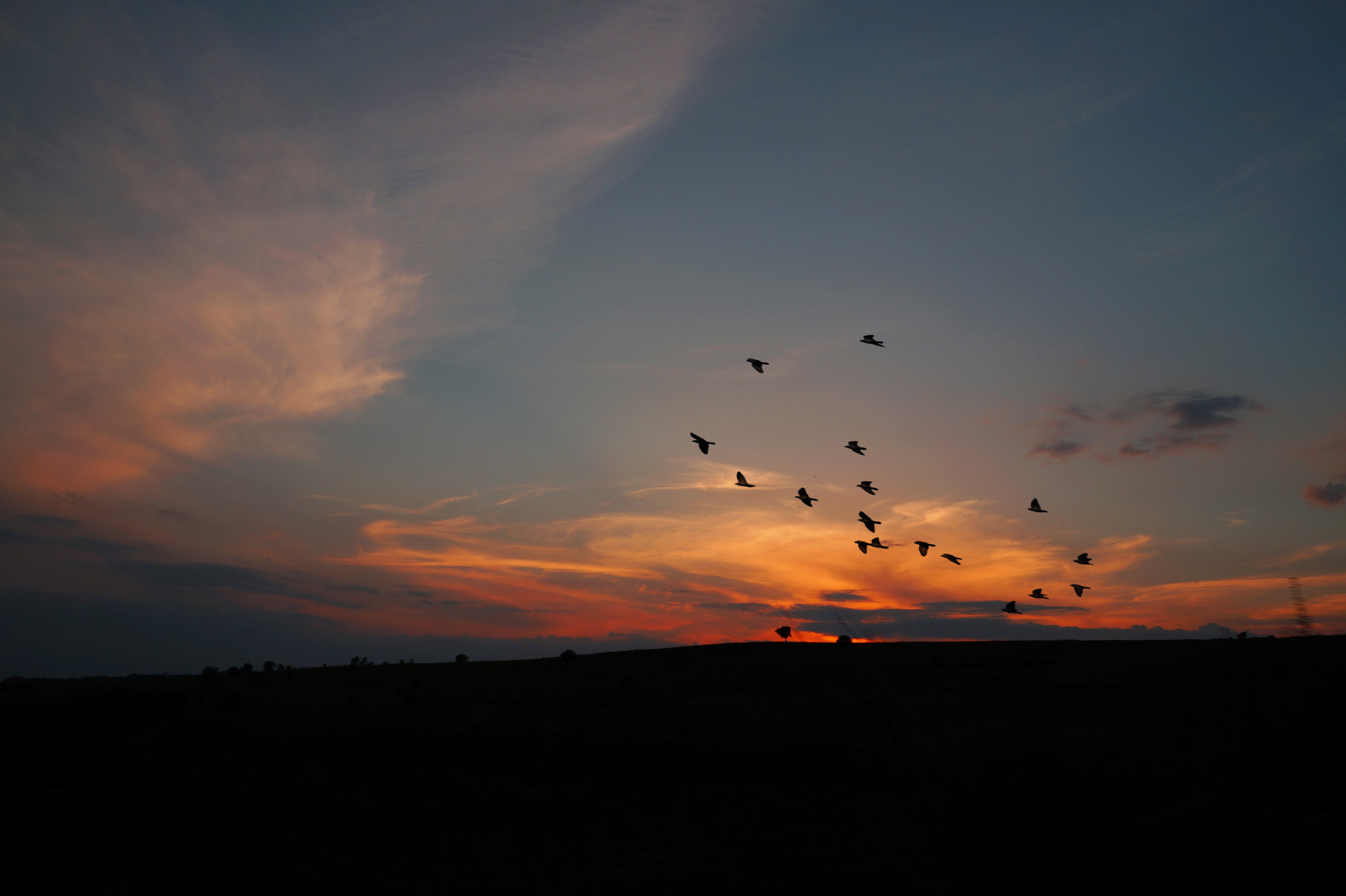 dusk, silhouettes, dark, birds, sunset, twilight phone background