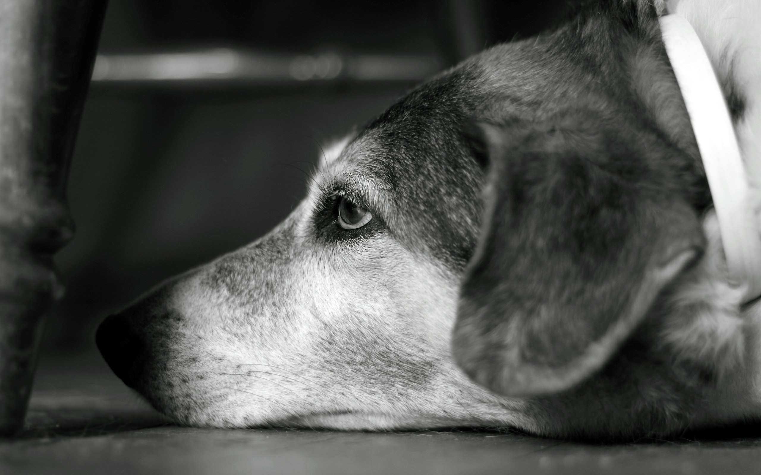 Baixar papel de parede para celular de Cães, Cão, Animais gratuito.