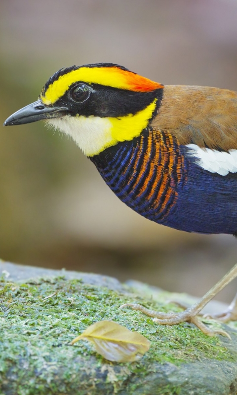 Téléchargez des papiers peints mobile Animaux, Oiseau, Des Oiseaux gratuitement.