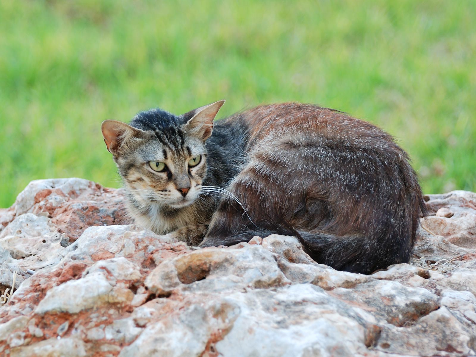 Descarga gratuita de fondo de pantalla para móvil de Animales, Gato.