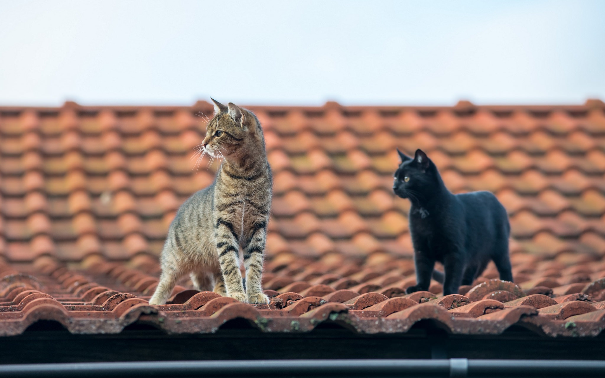 404075画像をダウンロード動物, ネコ, 屋根, 猫-壁紙とスクリーンセーバーを無料で