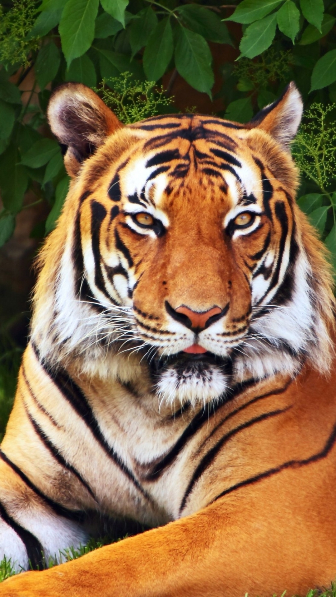 Baixar papel de parede para celular de Animais, Gatos, Tigre gratuito.