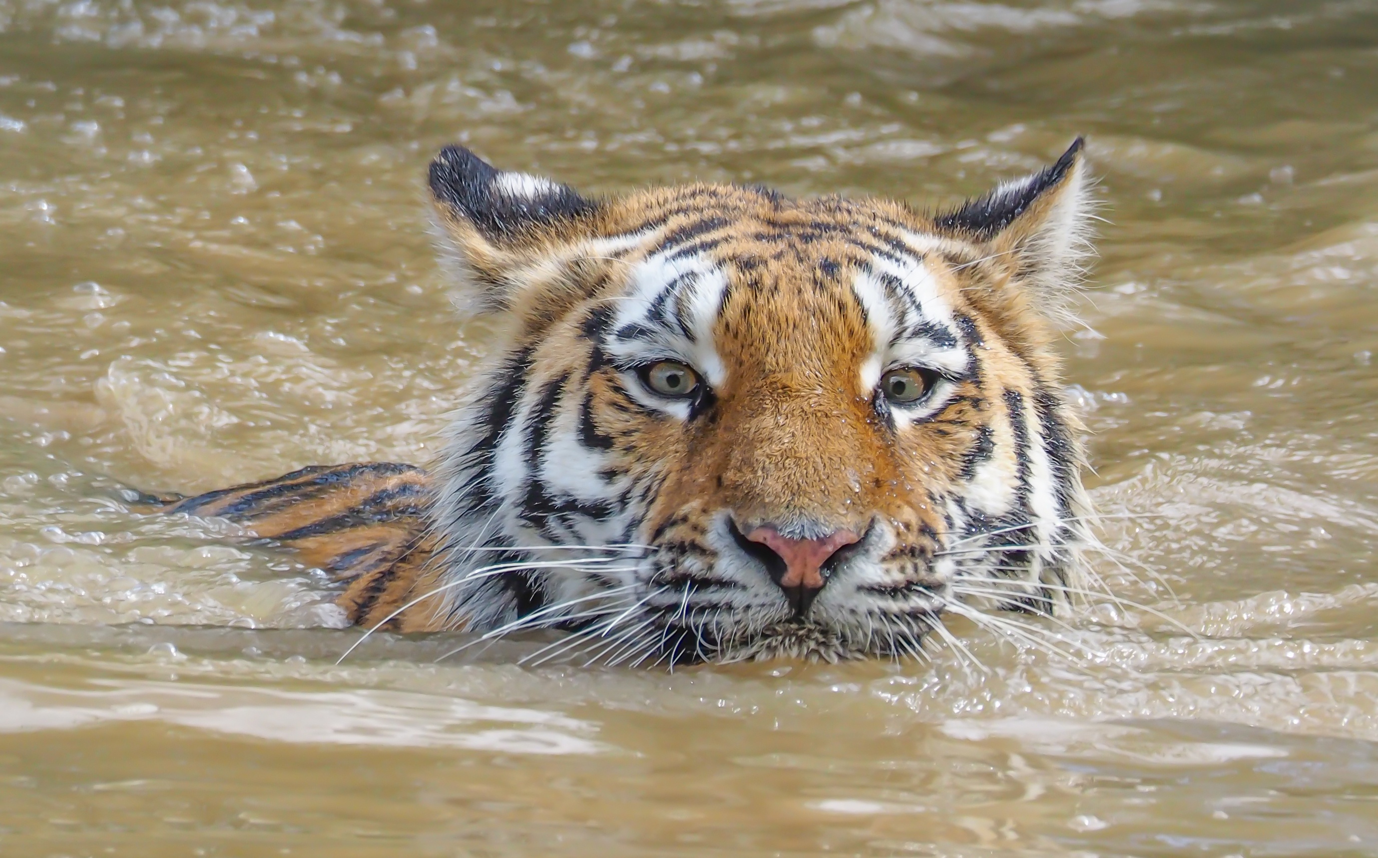 Download mobile wallpaper Cats, Water, Tiger, Animal, Stare for free.