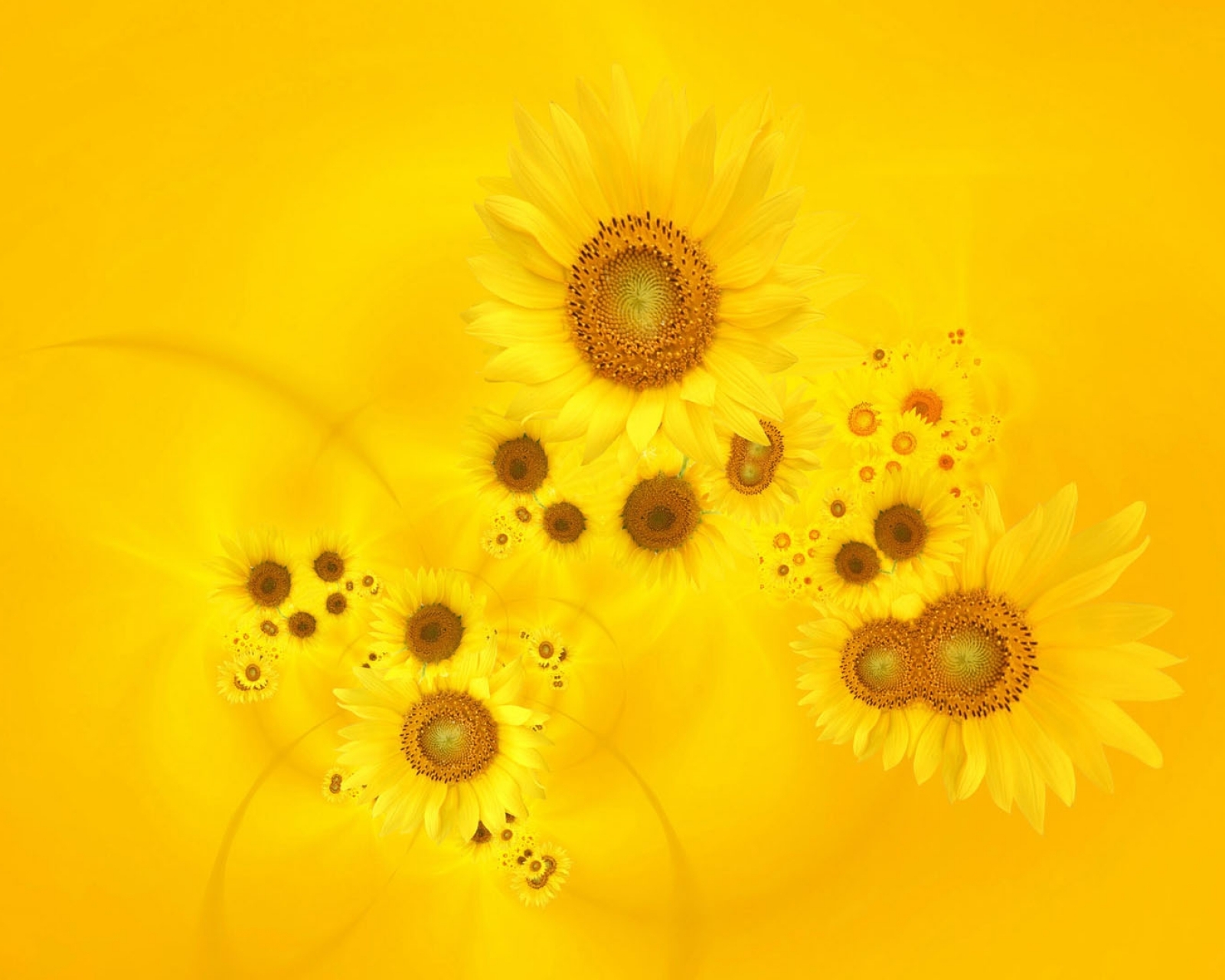 Download mobile wallpaper Flowers, Flower, Earth, Sunflower for free.