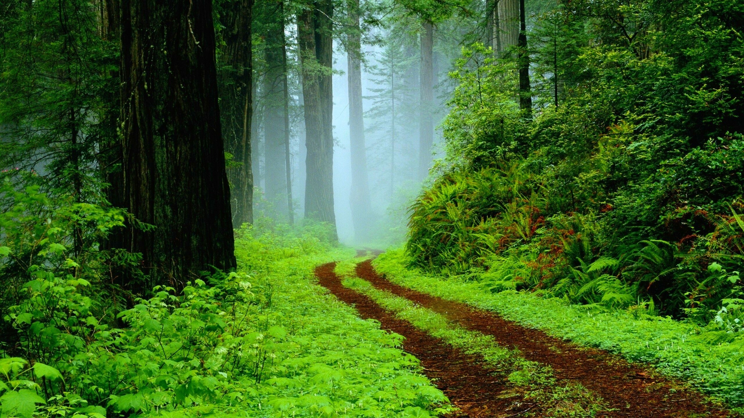 Скачать картинку Лес, Туман, Зеленый, Дорожка, Земля/природа в телефон бесплатно.