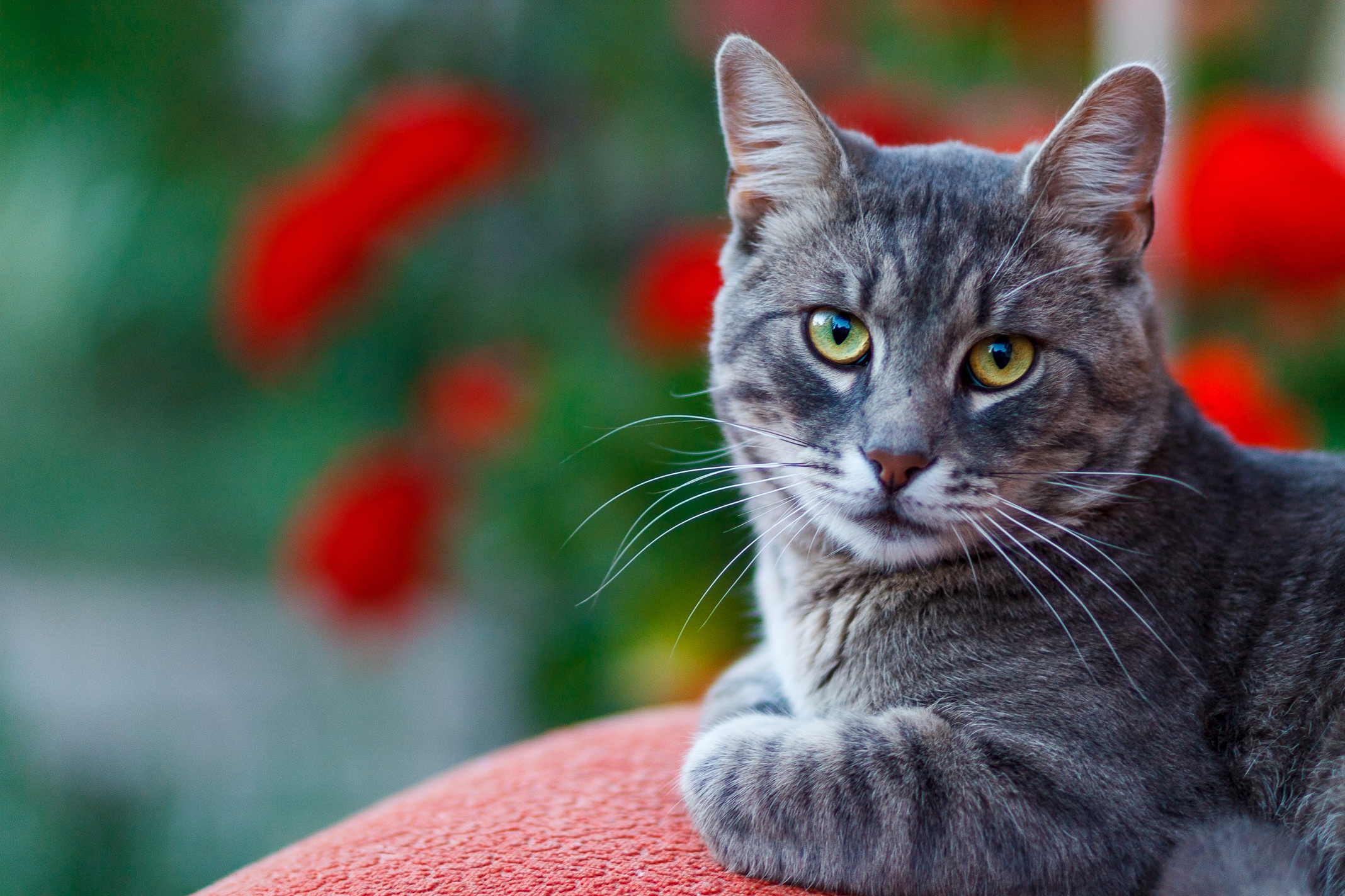 Baixar papel de parede para celular de Animais, Gatos, Gato, Olhar Fixamente, Profundidade De Campo gratuito.