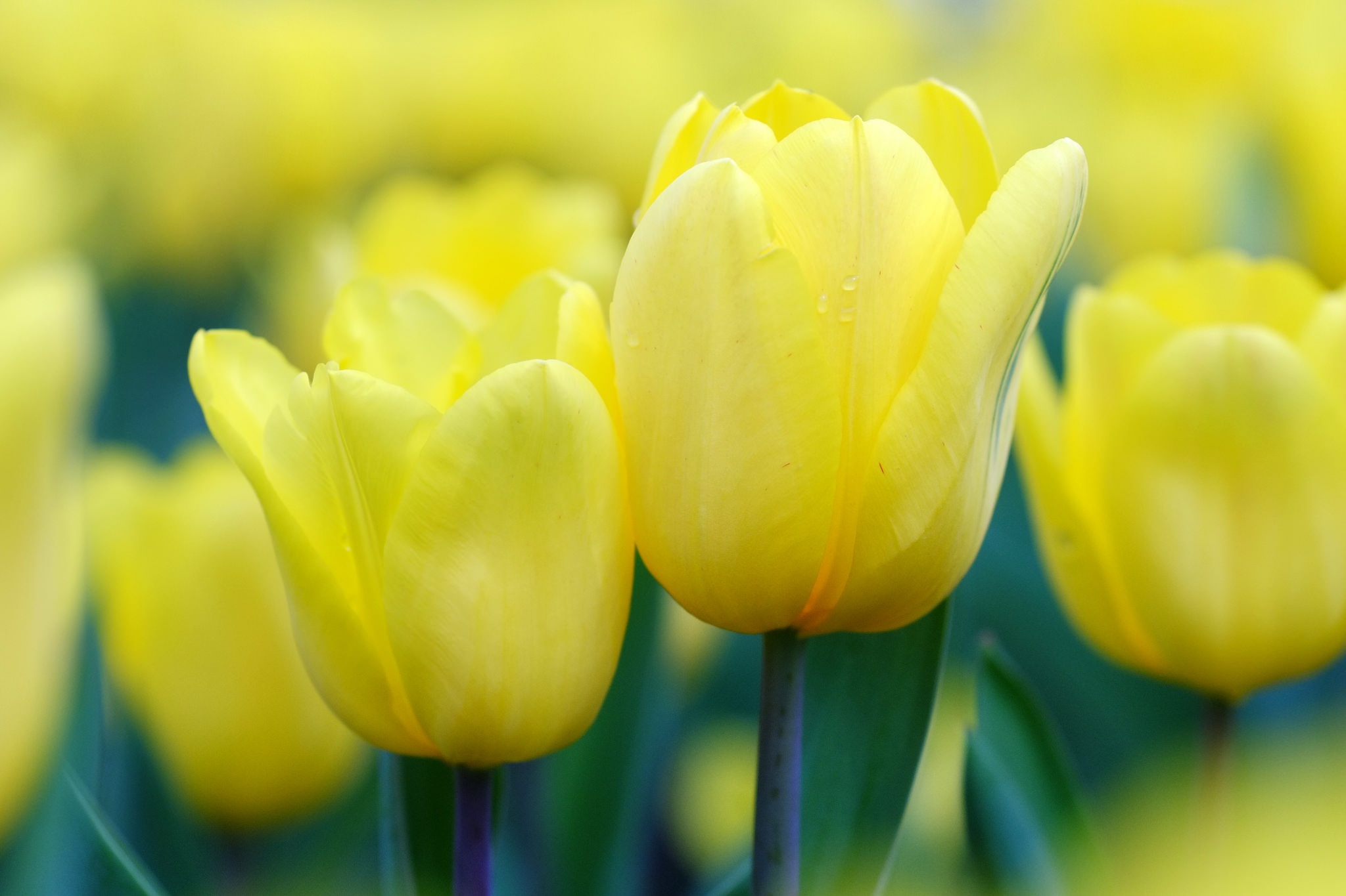 Download mobile wallpaper Nature, Flowers, Flower, Macro, Earth, Tulip, Yellow Flower for free.
