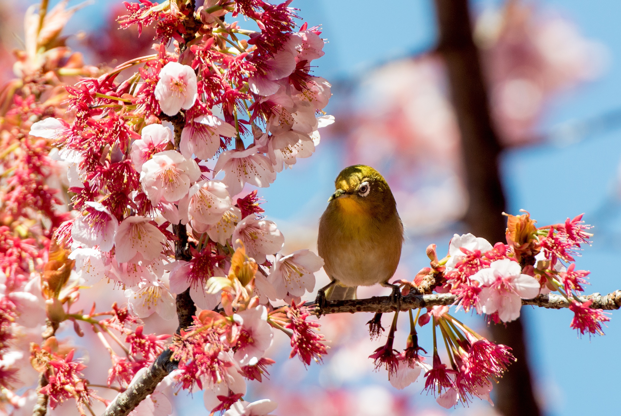 Download mobile wallpaper Birds, Branch, Animal, Spring, Blossom, Pink Flower, White Eye for free.