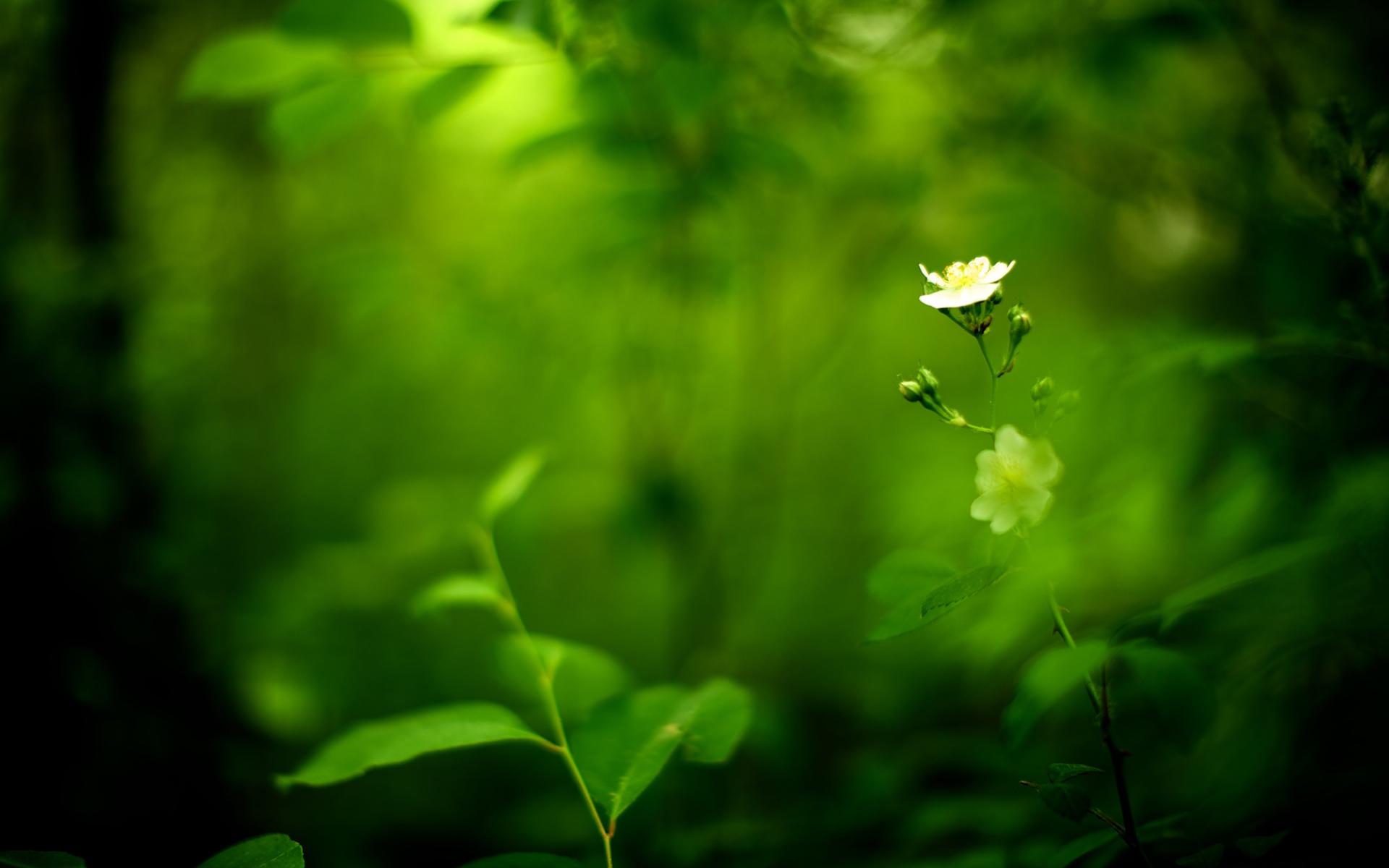 Téléchargez gratuitement l'image Fleur, Terre/nature sur le bureau de votre PC