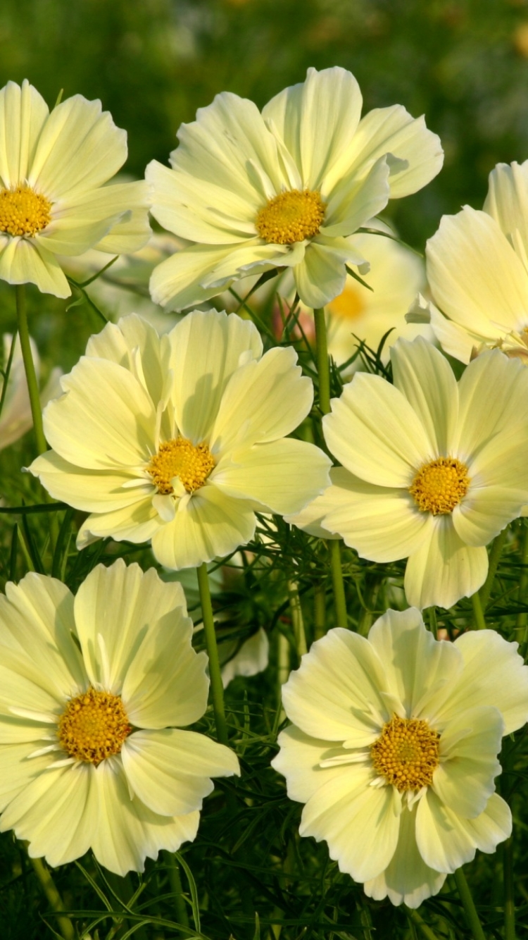 Download mobile wallpaper Flowers, Flower, Close Up, Earth, Cosmos, White Flower for free.