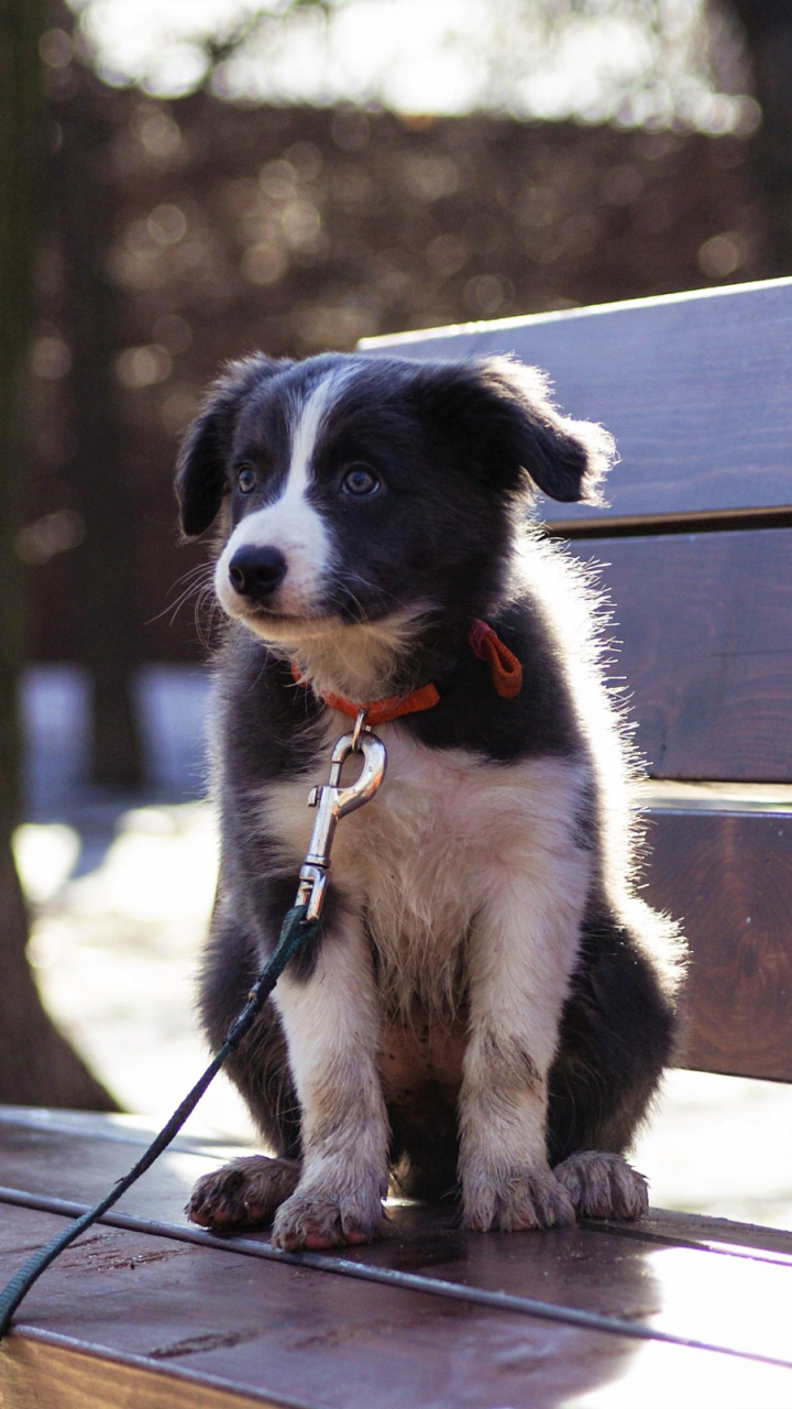 Download mobile wallpaper Dogs, Dog, Animal, Puppy, Bench, Border Collie, Baby Animal for free.