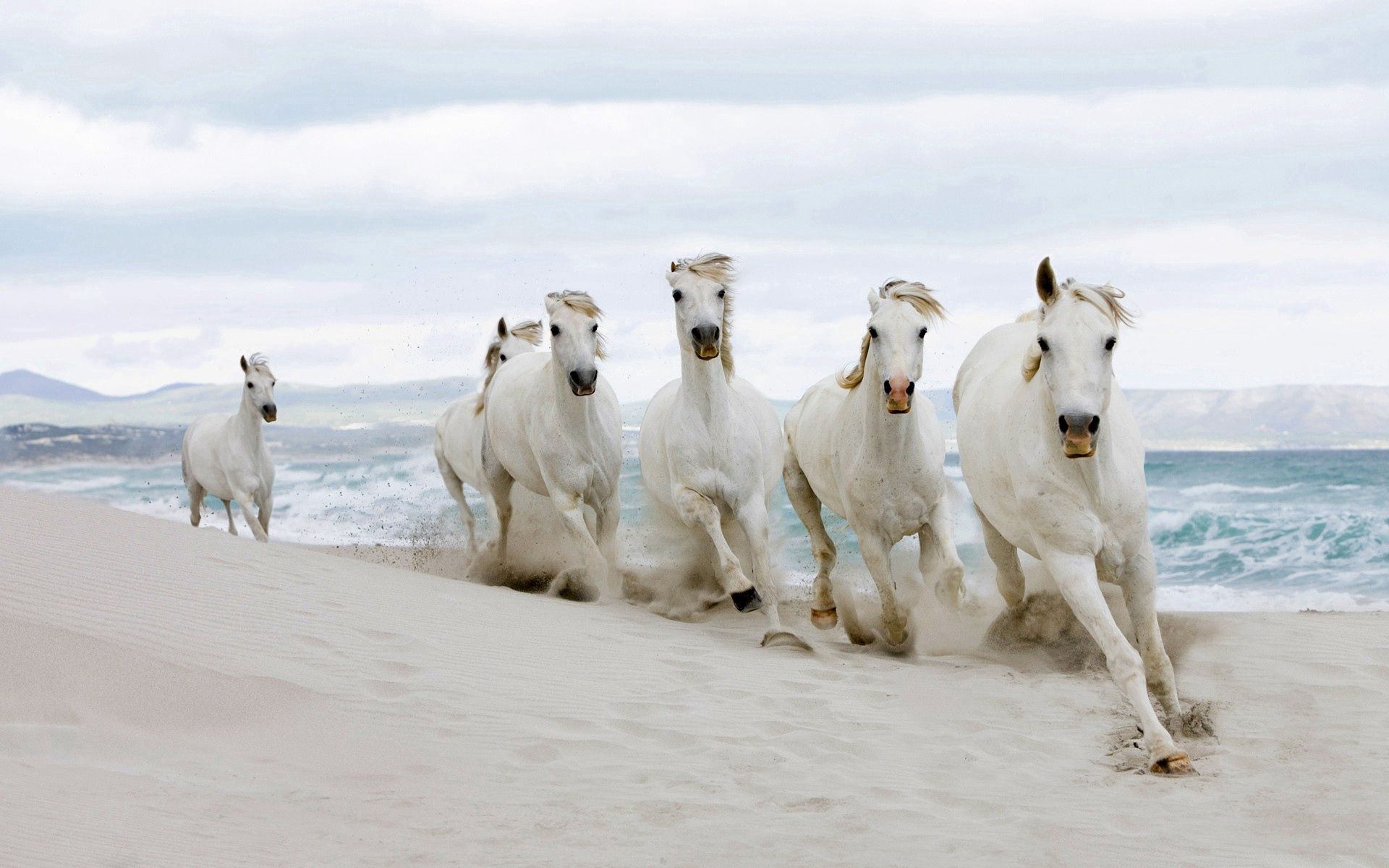 72376 скачать обои табун, лошади, животные, песок, берег - заставки и картинки бесплатно