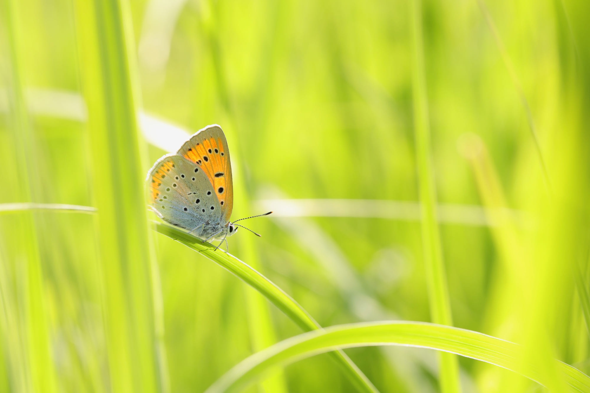 Téléchargez gratuitement l'image Animaux, Papillon sur le bureau de votre PC