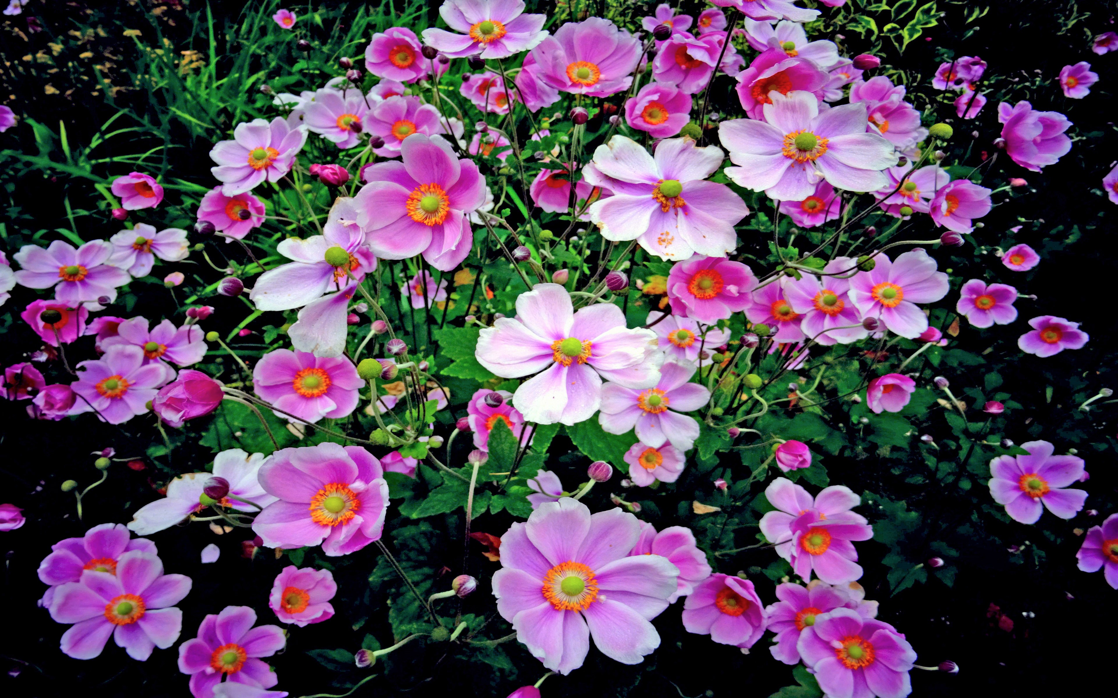 Free download wallpaper Flowers, Flower, Earth, Pink Flower on your PC desktop