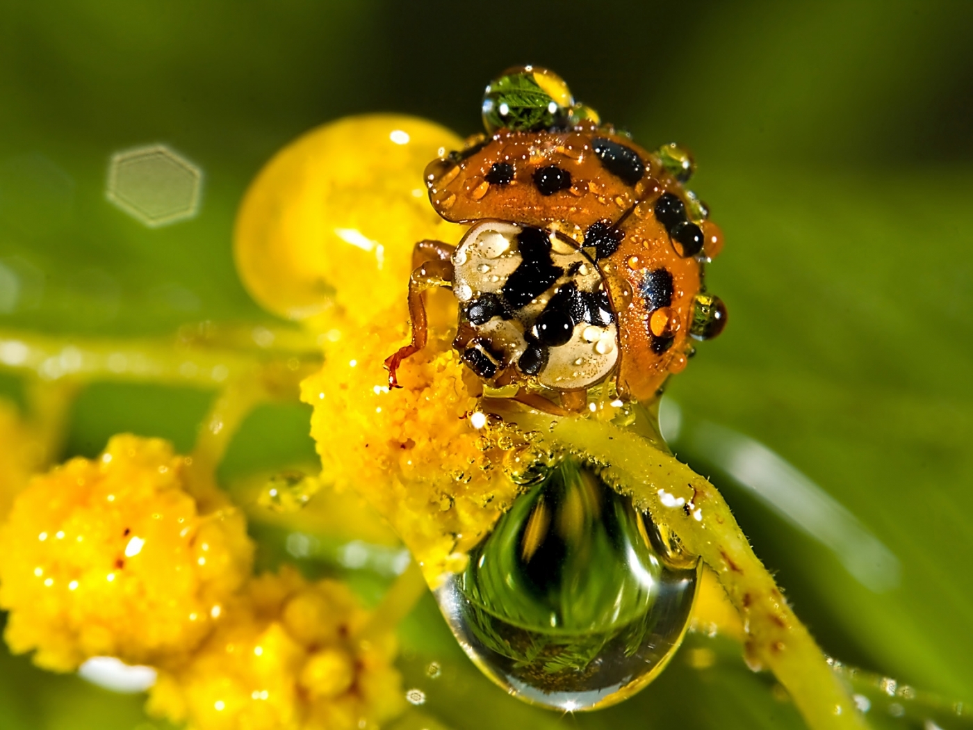 1920 x 1080 picture drops, insects, ladybugs, yellow