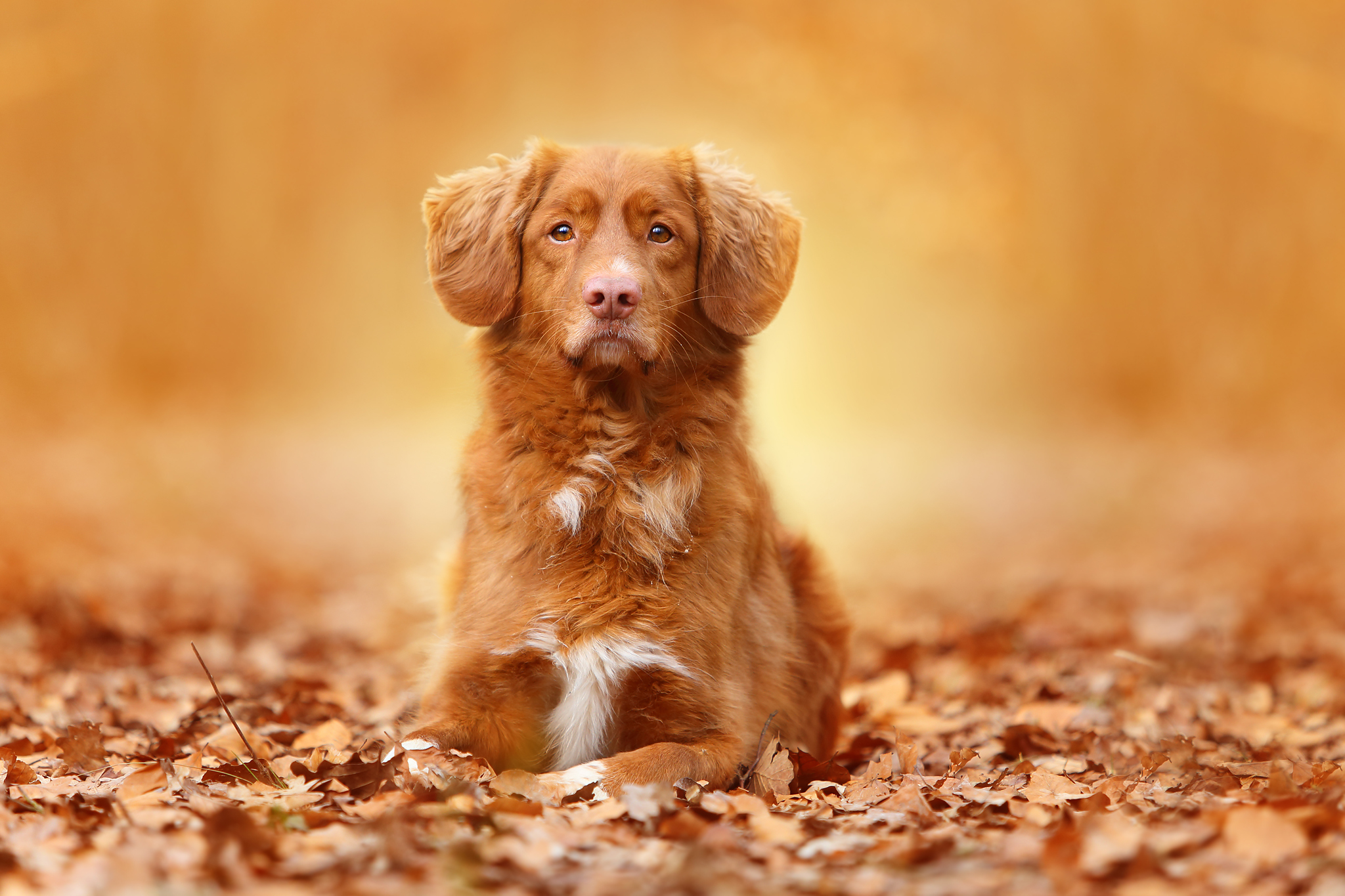 Handy-Wallpaper Hund, Laub, Herbst, Tiere kostenlos herunterladen.