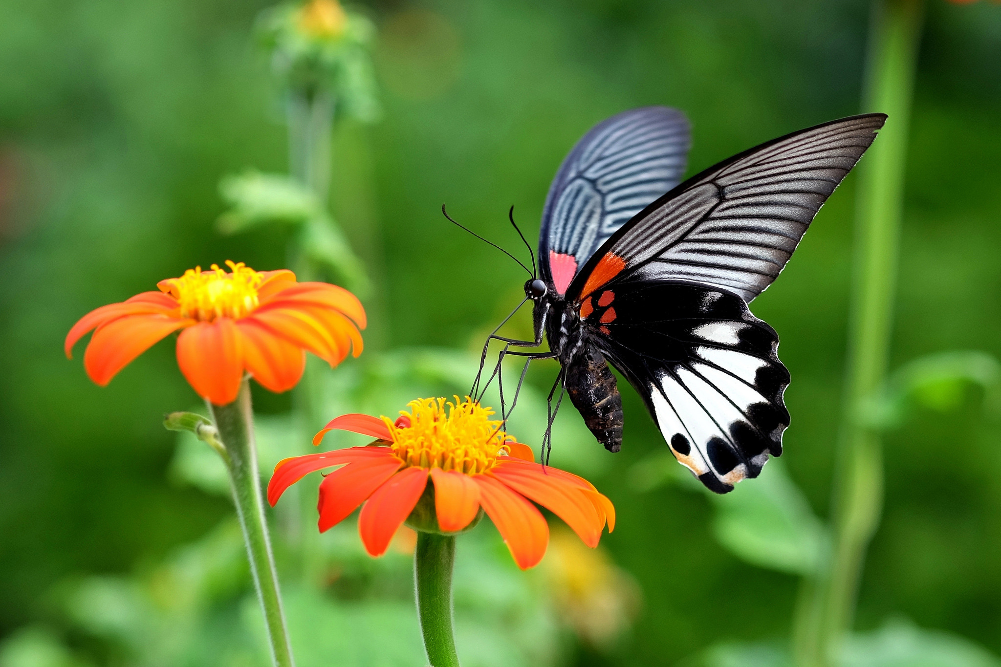 Free download wallpaper Flower, Butterfly, Animal on your PC desktop