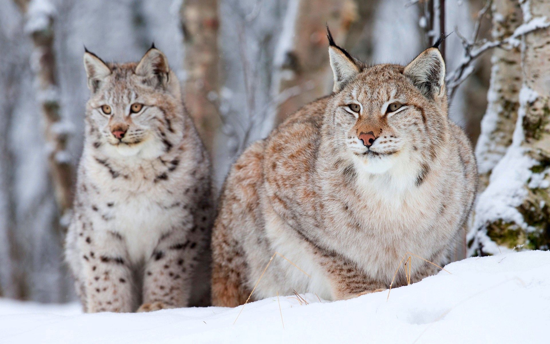 56924 descargar fondo de pantalla animales, nieve, iris, sentarse, leopardos de las nieves: protectores de pantalla e imágenes gratis
