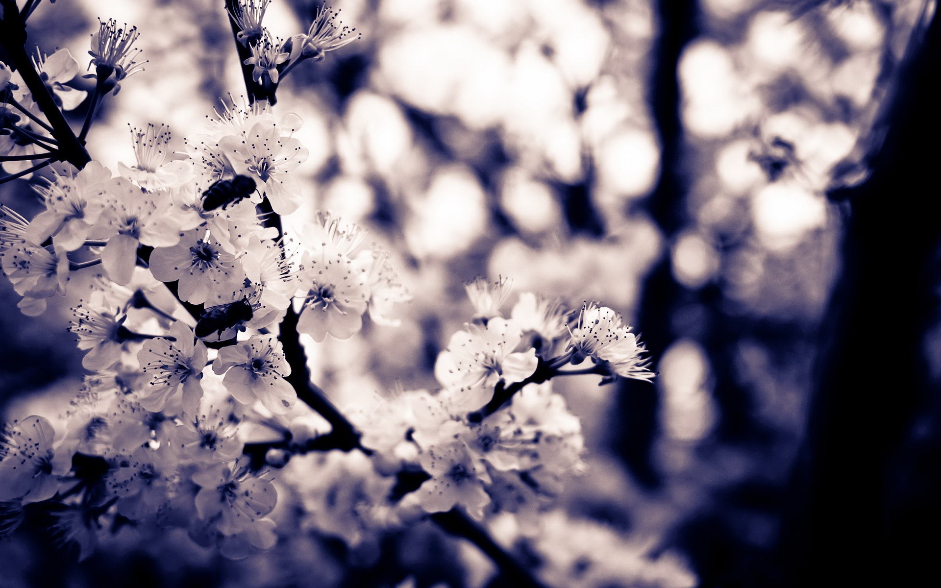 Baixe gratuitamente a imagem Flores, Floração, Terra/natureza na área de trabalho do seu PC