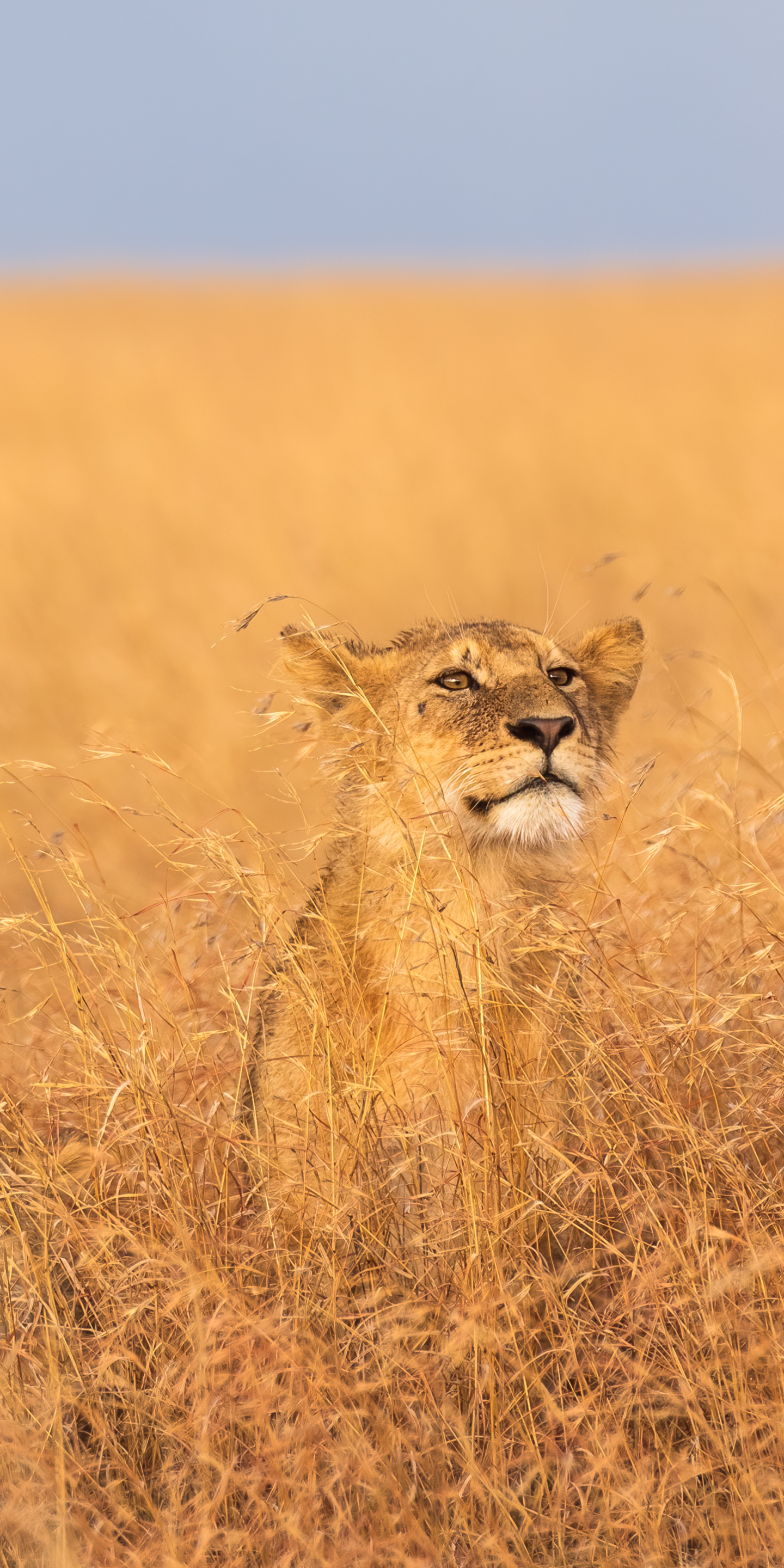 Baixe gratuitamente a imagem Animais, Gatos, Leão, África, Tanzânia, Parque Nacional Do Serengeti na área de trabalho do seu PC