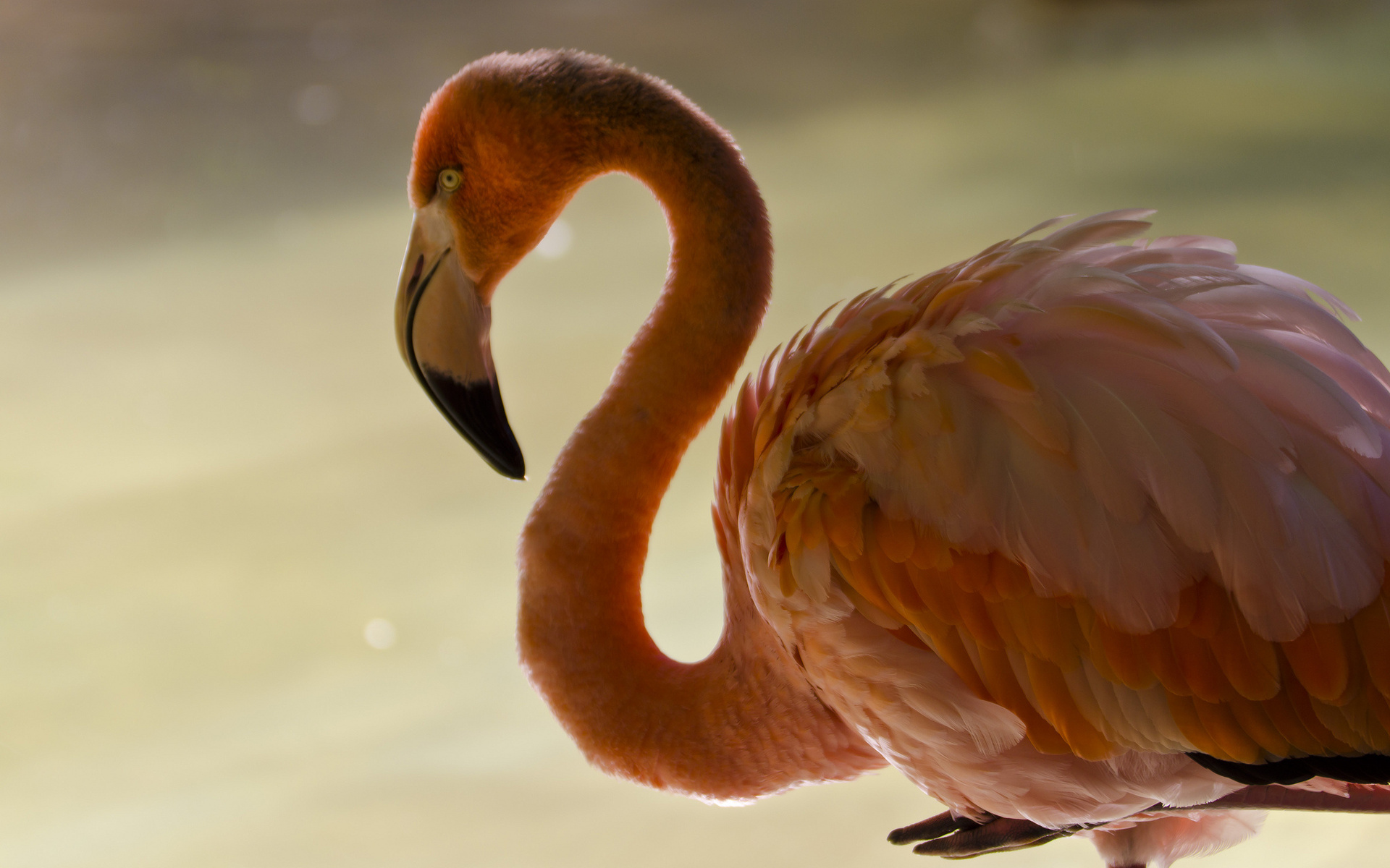 Laden Sie das Tiere, Flamingo-Bild kostenlos auf Ihren PC-Desktop herunter