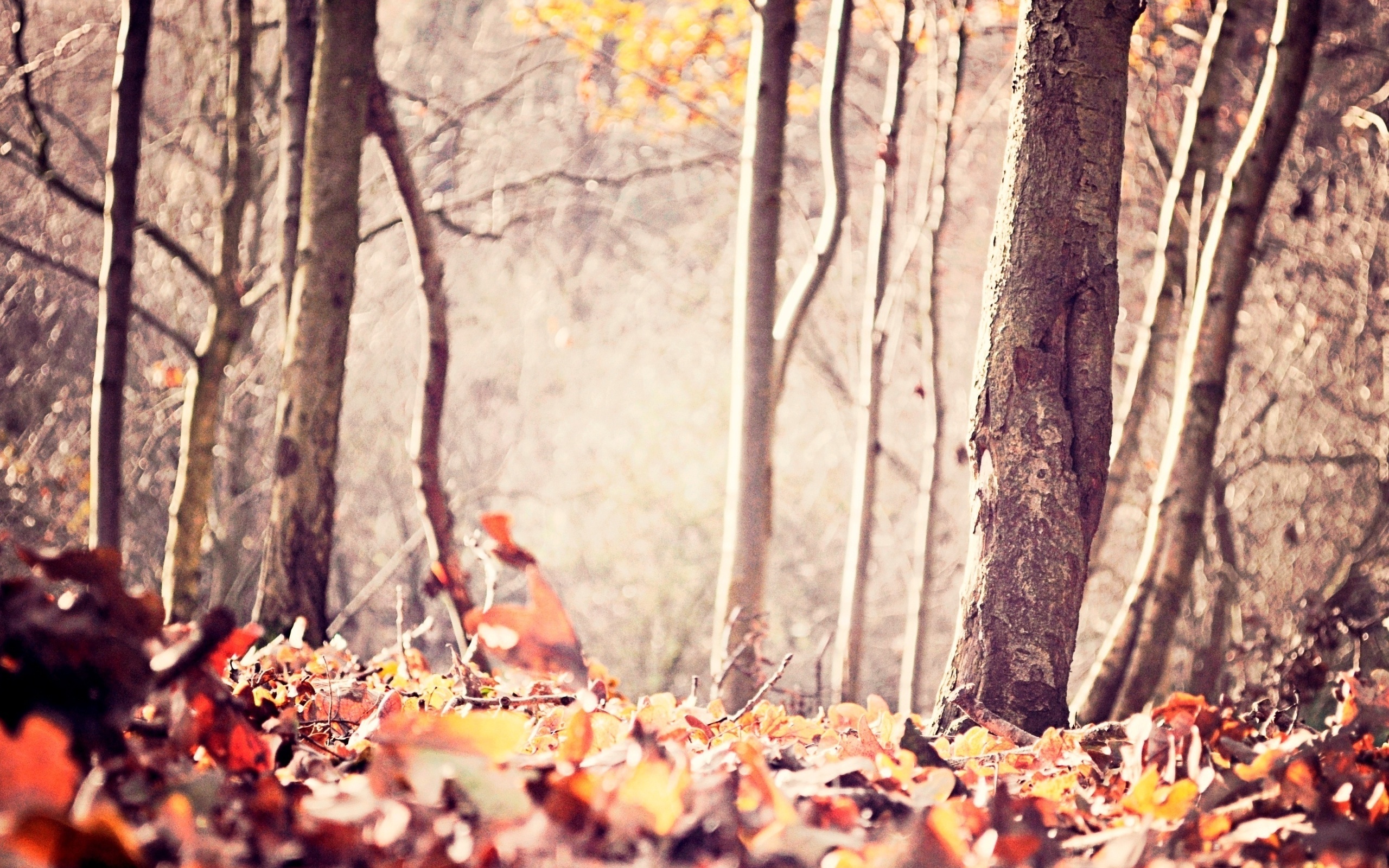 Baixar papel de parede para celular de Outono, Árvore, Terra/natureza, Paisagem gratuito.