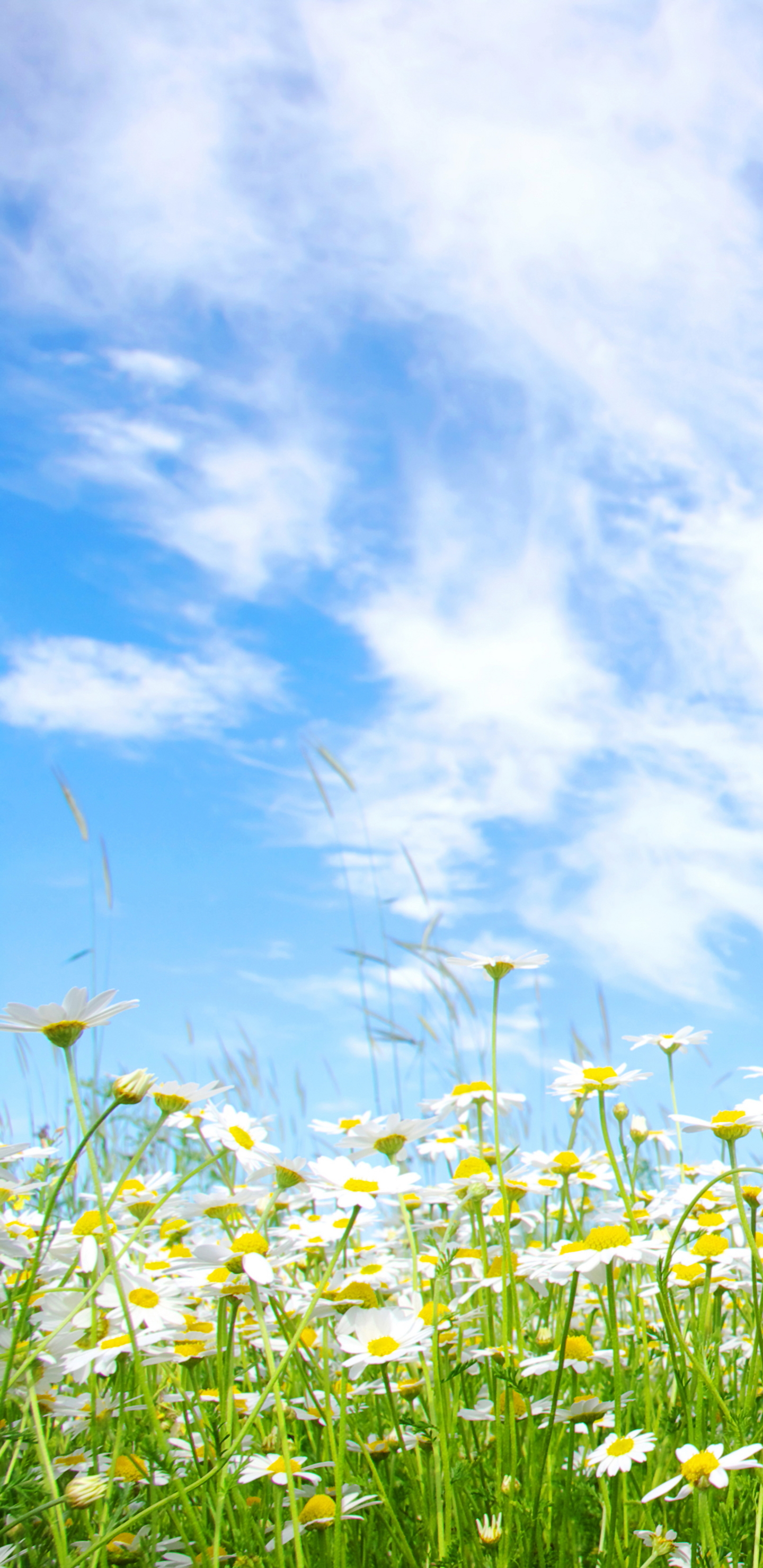 Download mobile wallpaper Nature, Flowers, Sky, Summer, Flower, Earth, Daisy, White Flower for free.