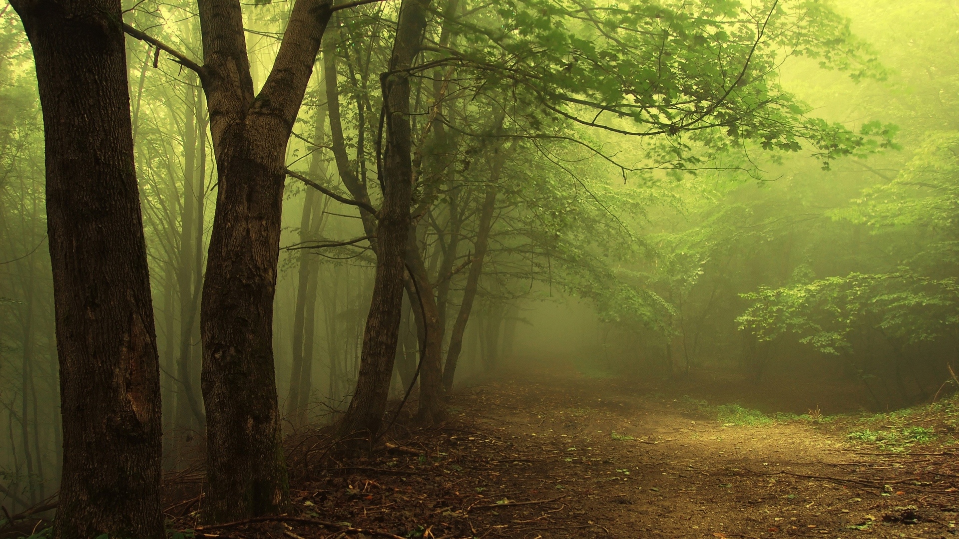 Descarga gratuita de fondo de pantalla para móvil de Bosque, Árbol, Niebla, Tierra/naturaleza.