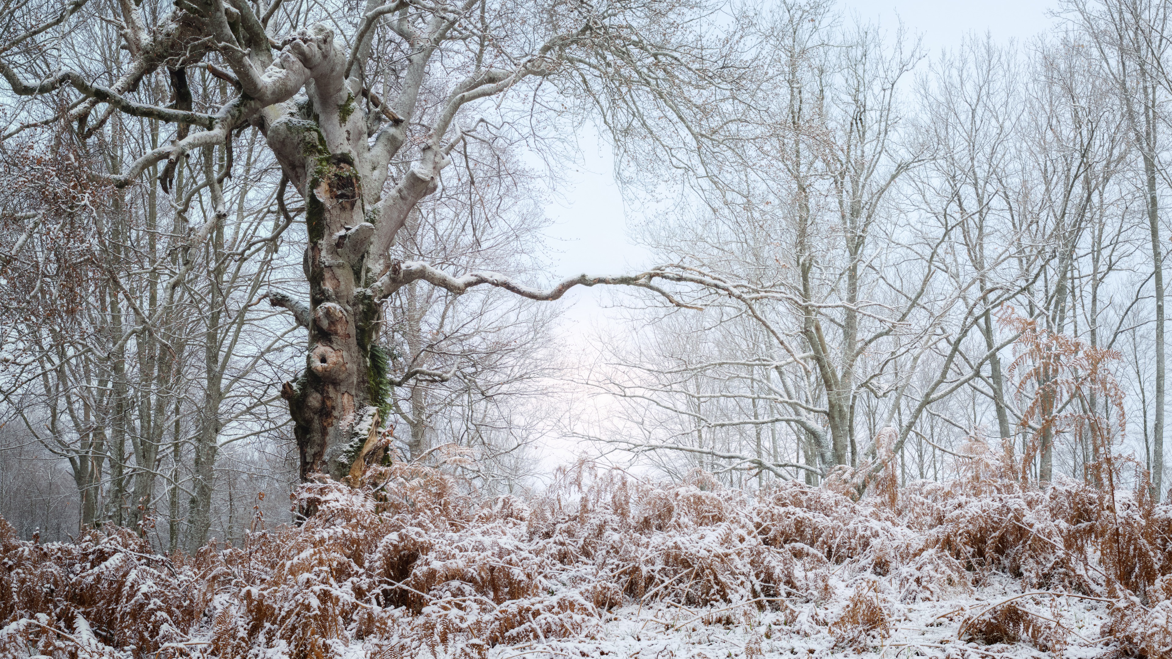 Free download wallpaper Winter, Nature, Forest, Earth on your PC desktop