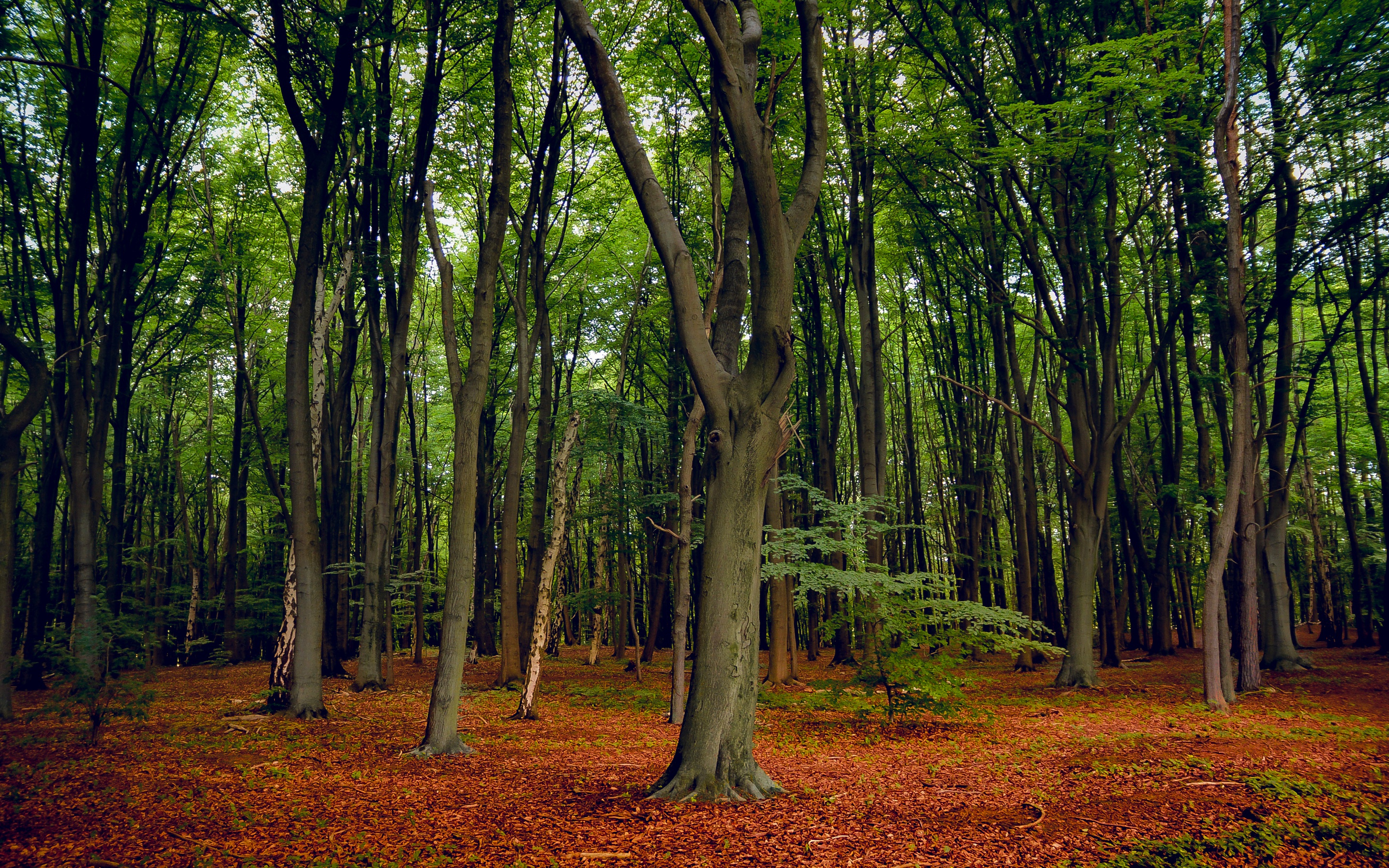 Baixe gratuitamente a imagem Natureza, Floresta, Árvore, Terra/natureza na área de trabalho do seu PC