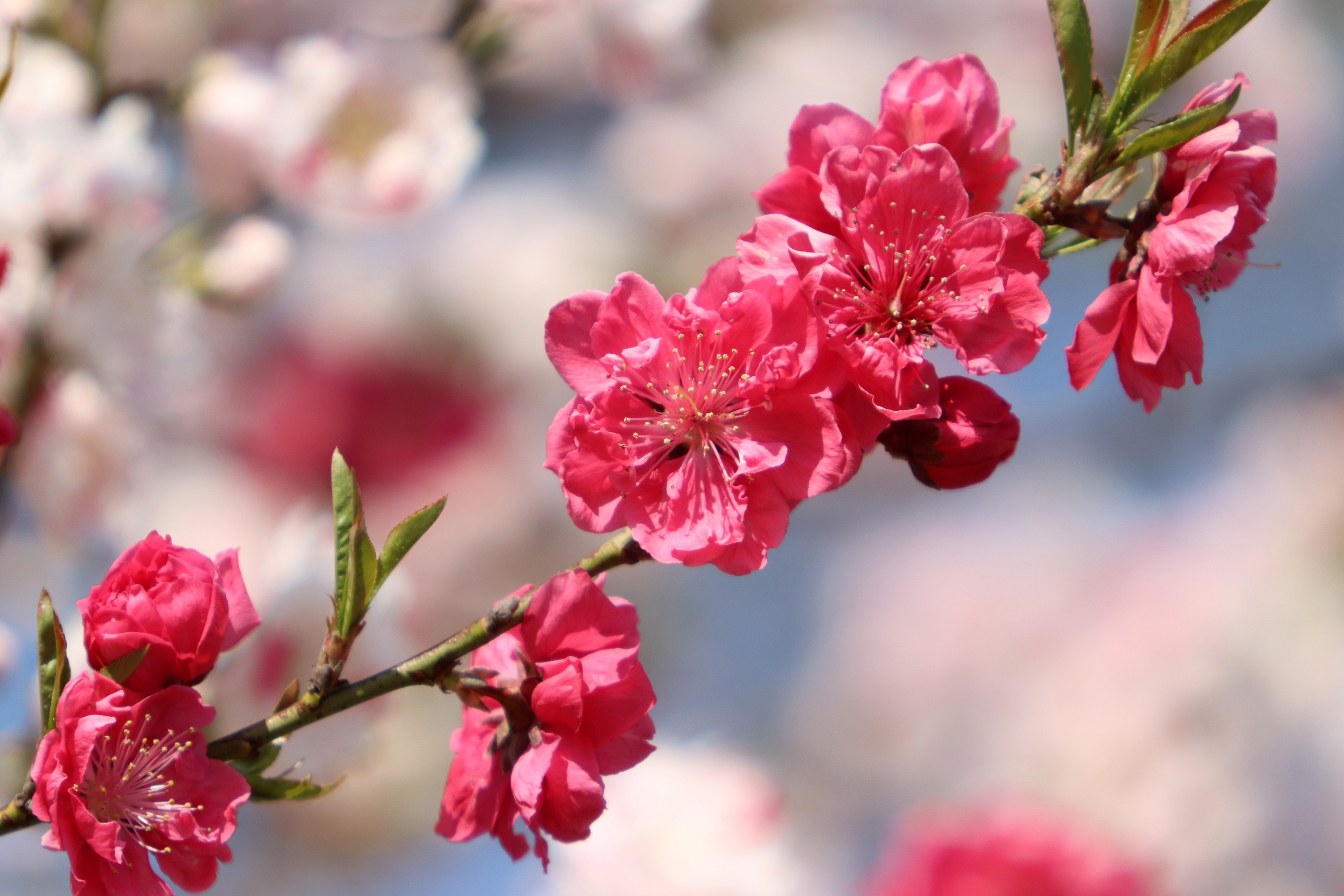 Download mobile wallpaper Sakura, Blur, Branch, Earth, Spring, Blossom for free.