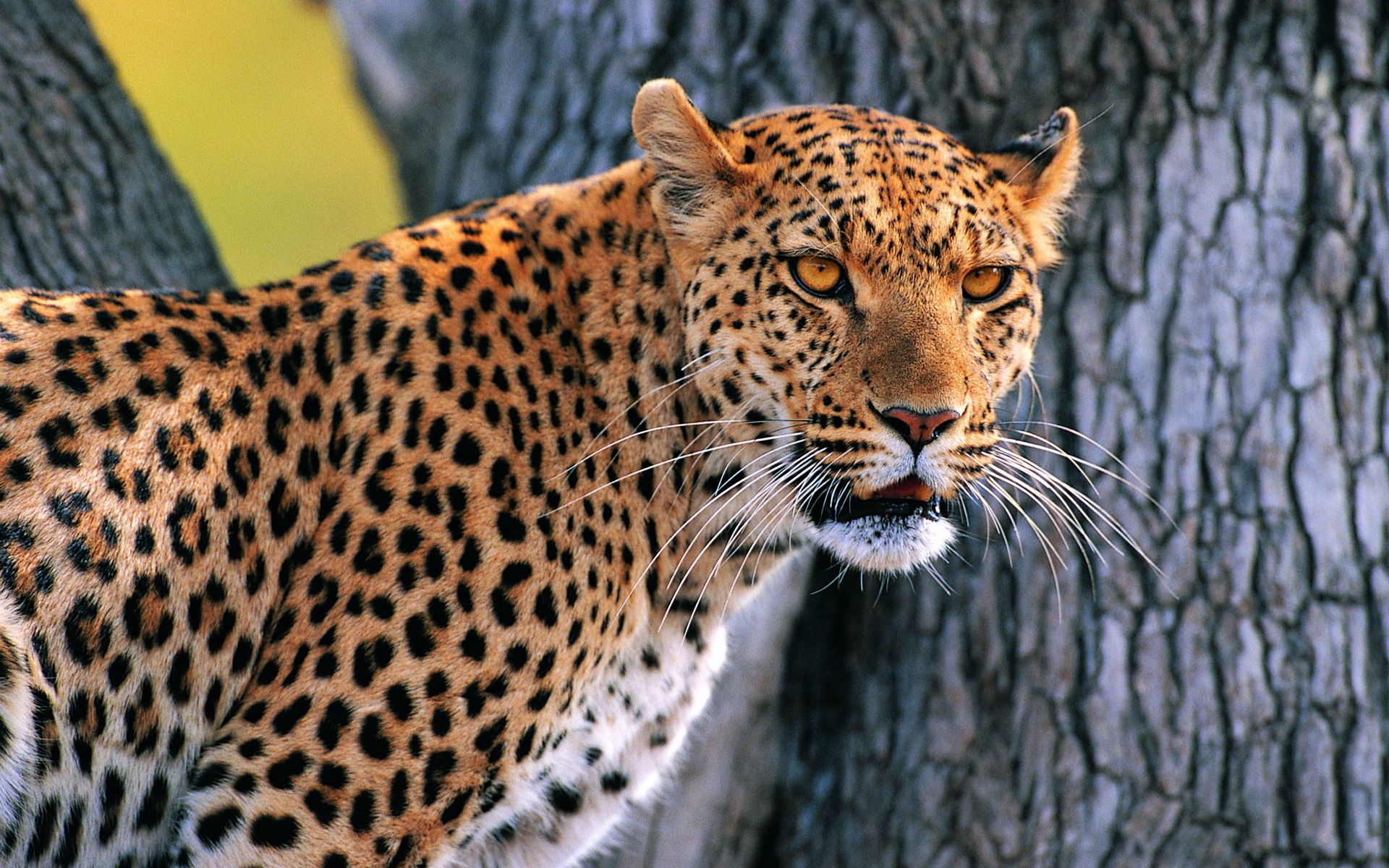 110526 скачать обои животные, леопард, дерево, кора, смотрит - заставки и картинки бесплатно