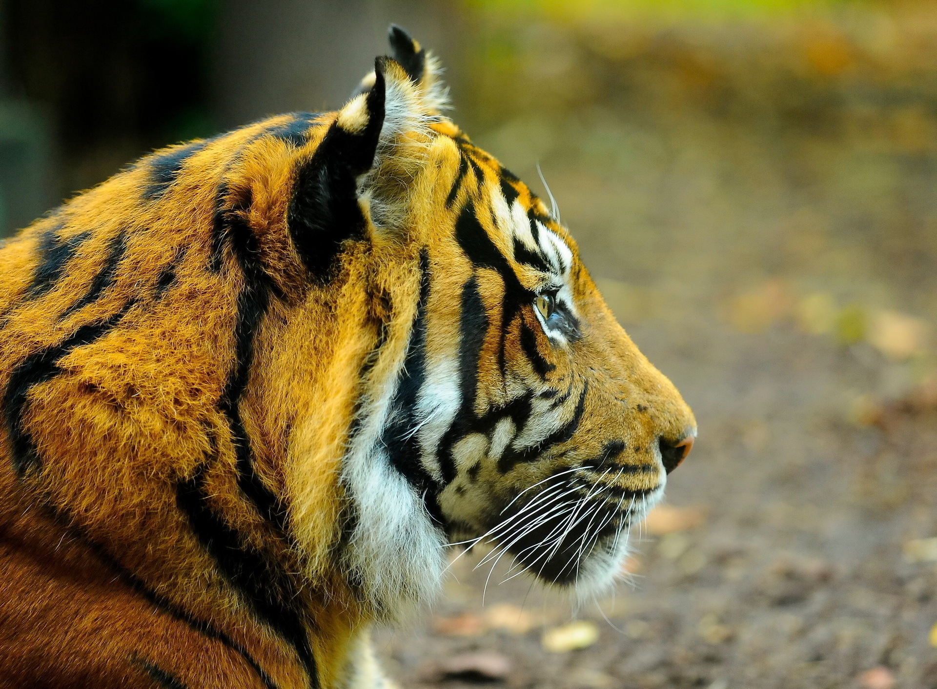 127919 скачать картинку профиль, животные, морда, хищник, взгляд, тигр - обои и заставки бесплатно