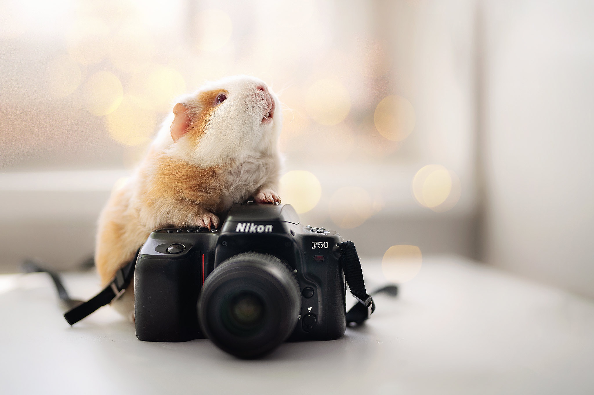Download mobile wallpaper Animal, Guinea Pig, Nikon F50 for free.