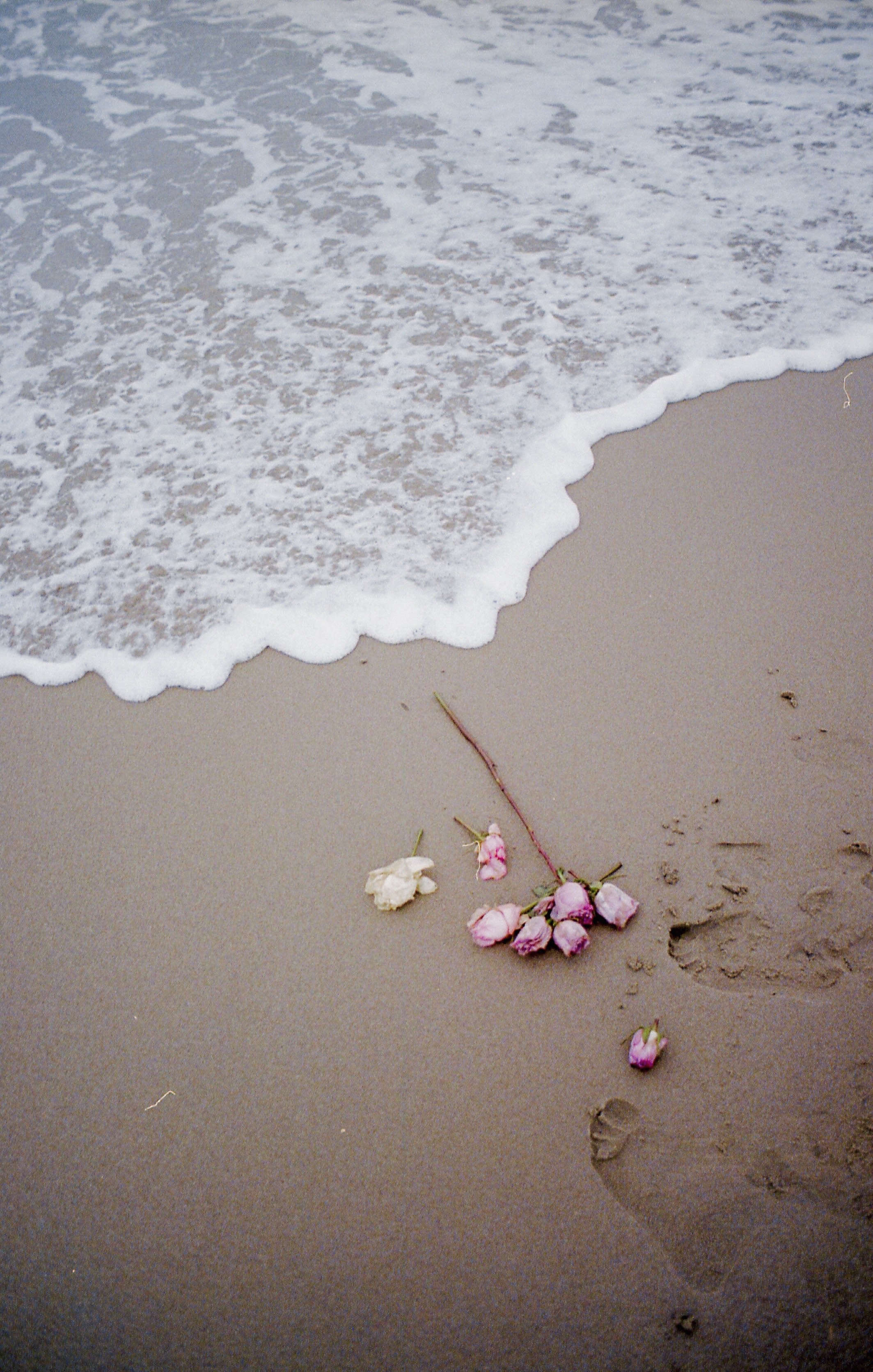 coast, flowers, beach, rose flower, rose