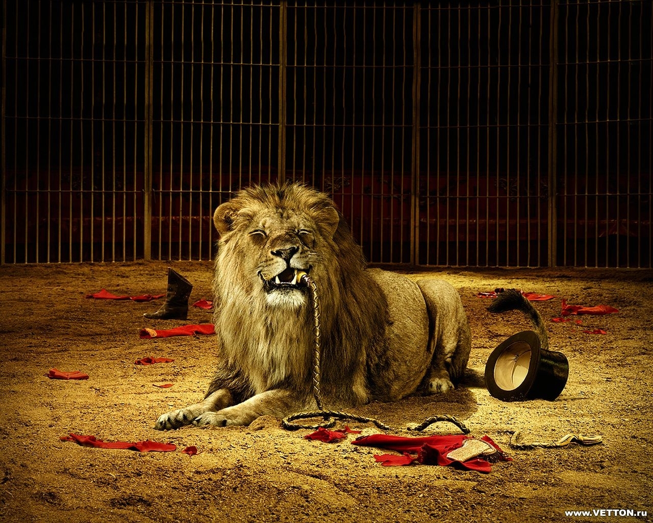 無料モバイル壁紙動物, ライオン, 面白いをダウンロードします。
