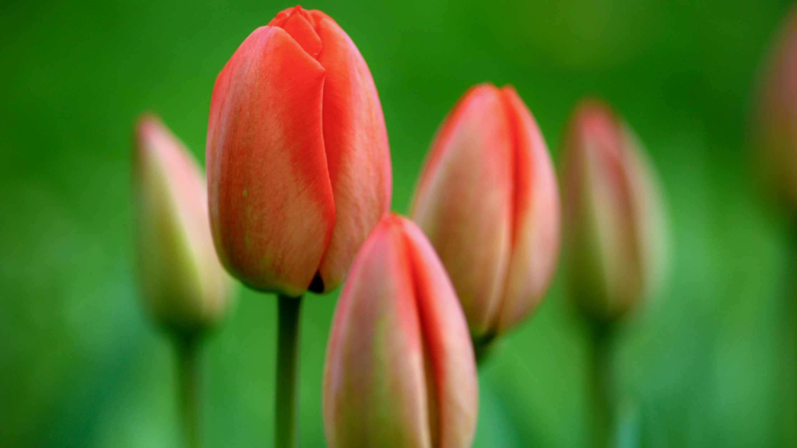 Free download wallpaper Earth, Tulip on your PC desktop