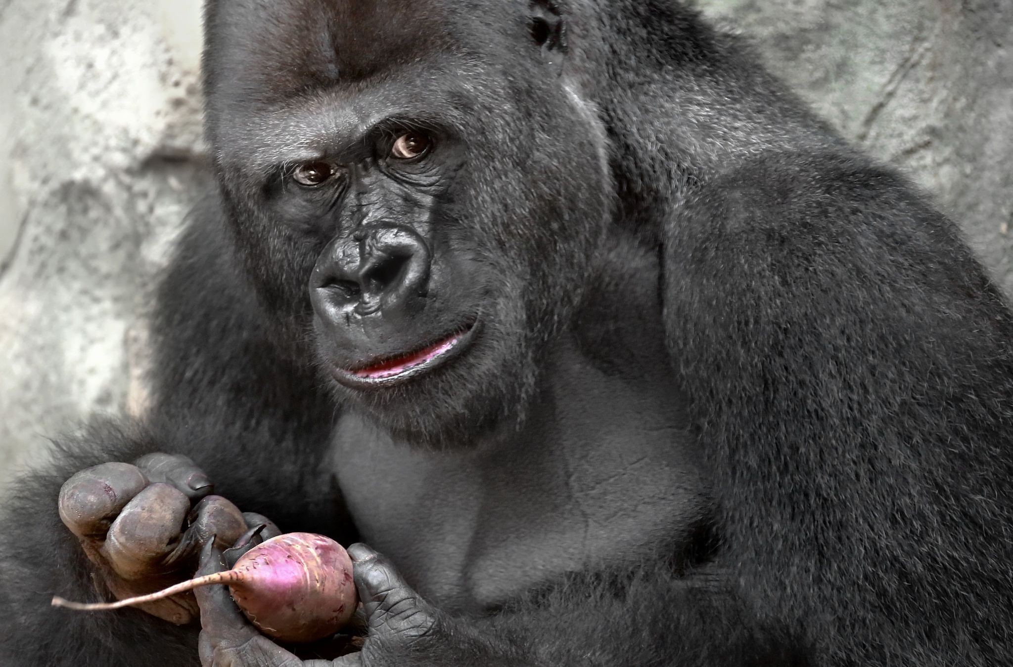 Téléchargez des papiers peints mobile Animaux, Singes, Gorille, Singe, Zoo, Primate gratuitement.