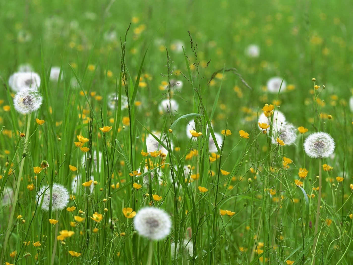 Laden Sie das Grass, Blumen, Pflanzen-Bild kostenlos auf Ihren PC-Desktop herunter