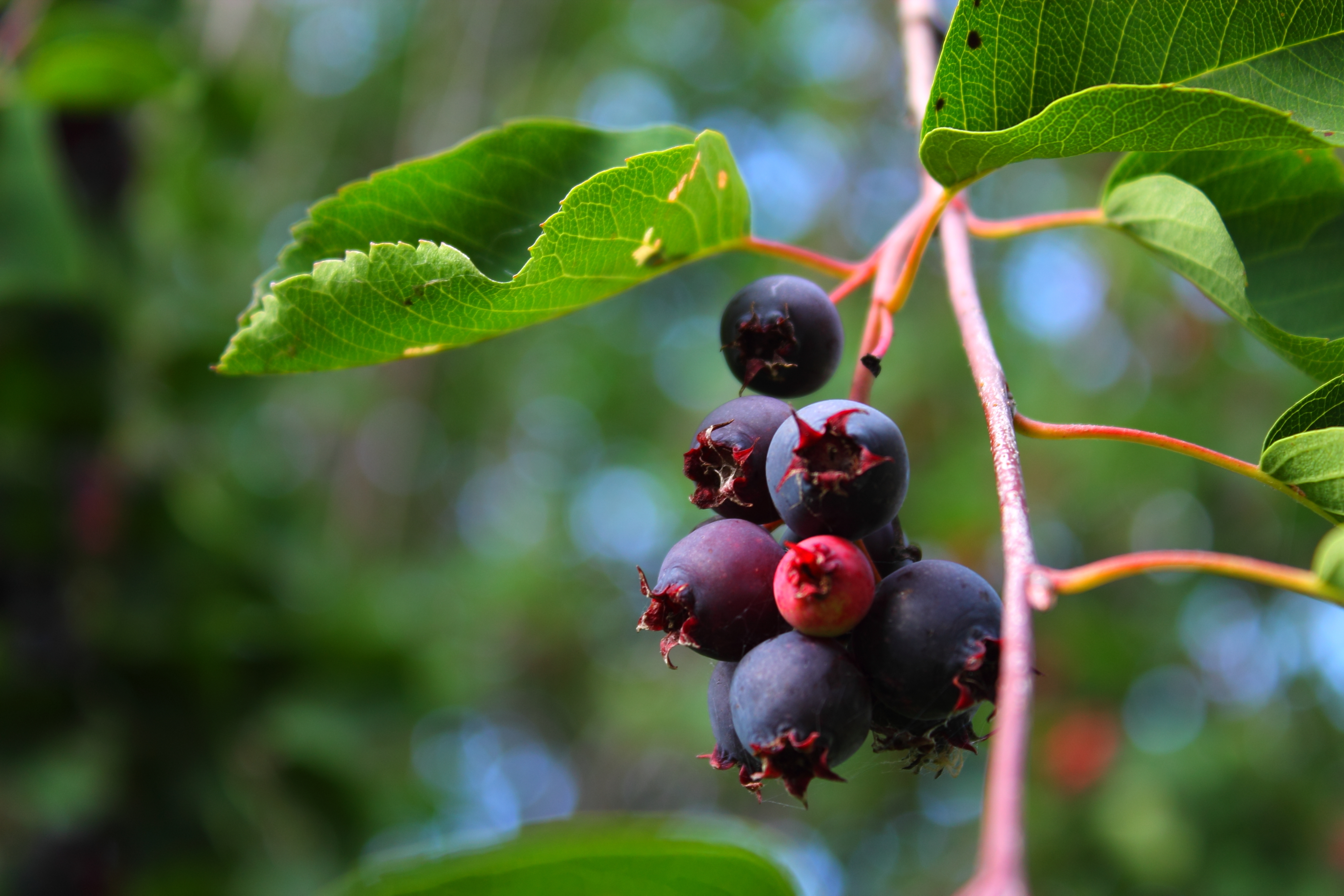 Free download wallpaper Food, Berry on your PC desktop